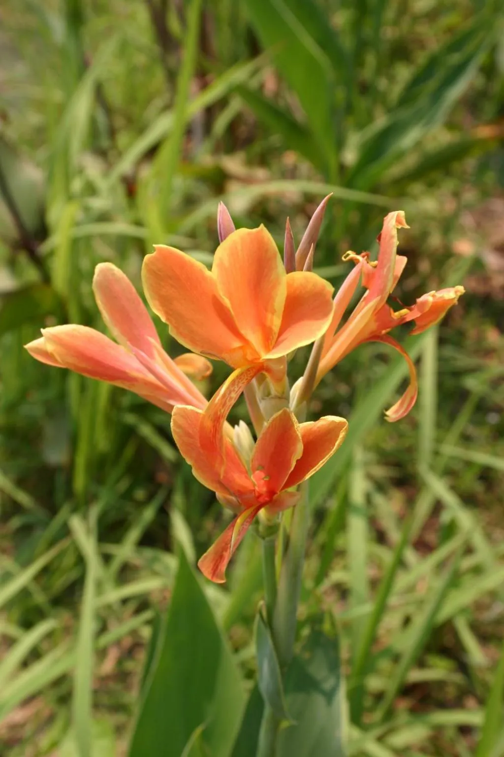 Marisa Resort & Spa Chiang Dao