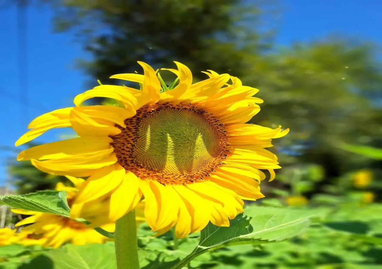 Day in Supalai Pasak Resort Hotel And Spa