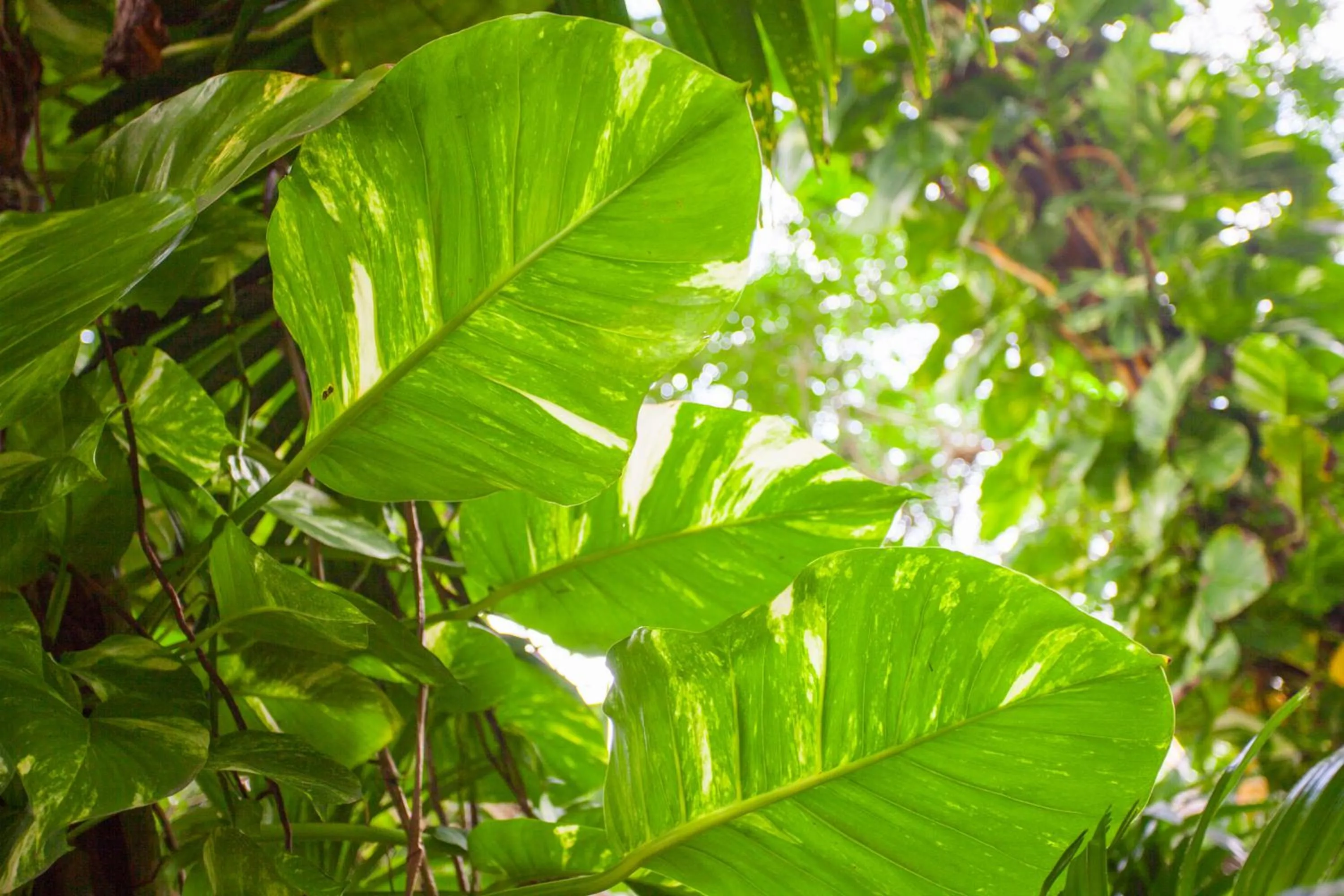 Garden in Tropica Bungalow Beach Hotel