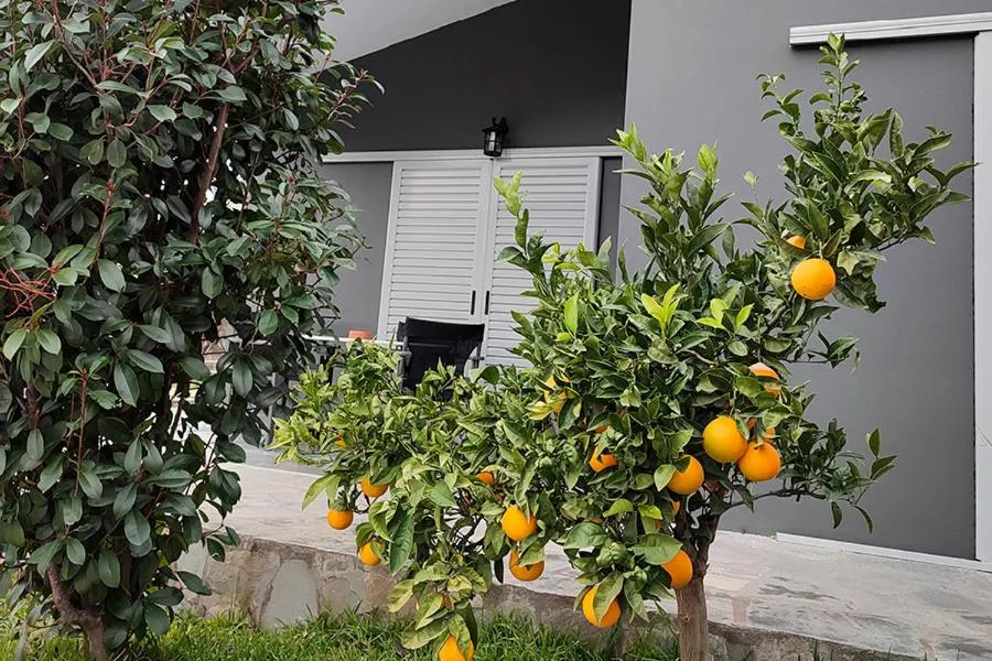 Socrates Organic Village - Wild Olive