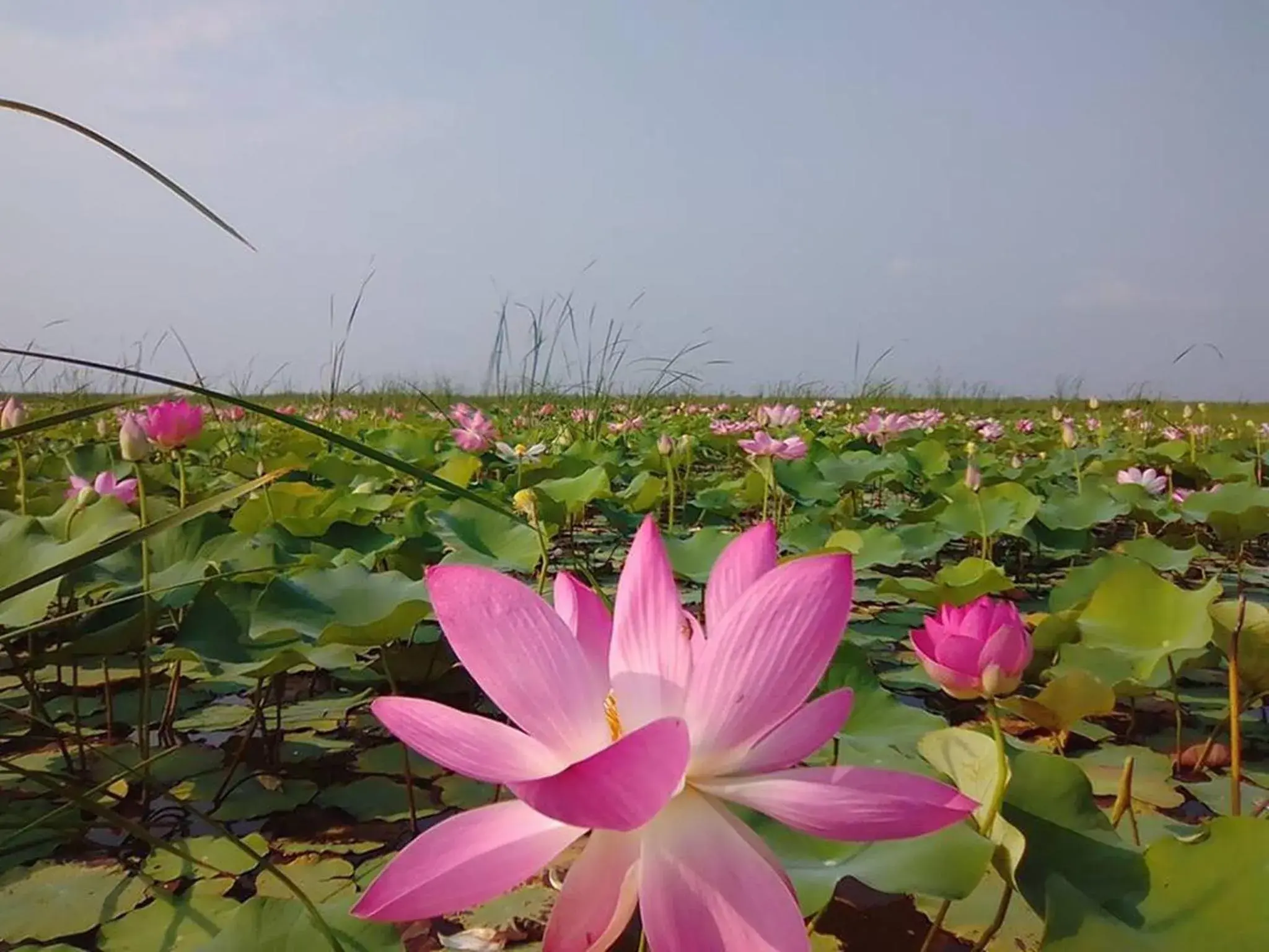 Lungcha Homestay Lungcha Homestay