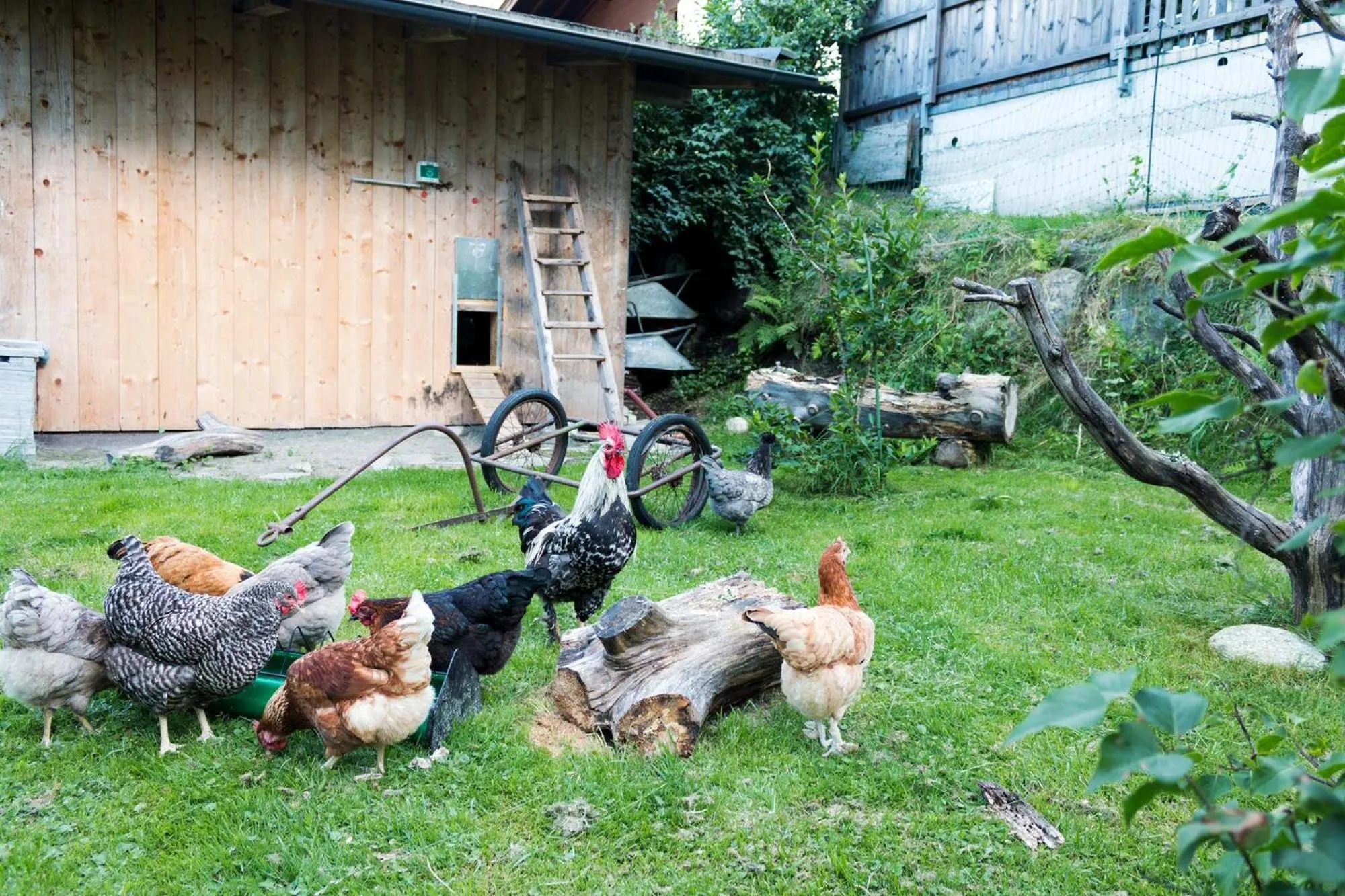 Garden in Apart Central – Premium Mountain&Garden