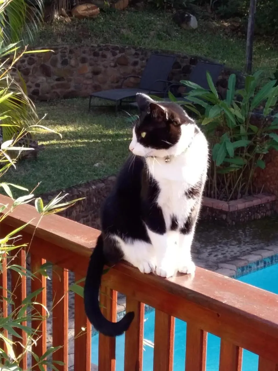 Pets in Woodlands Guest House