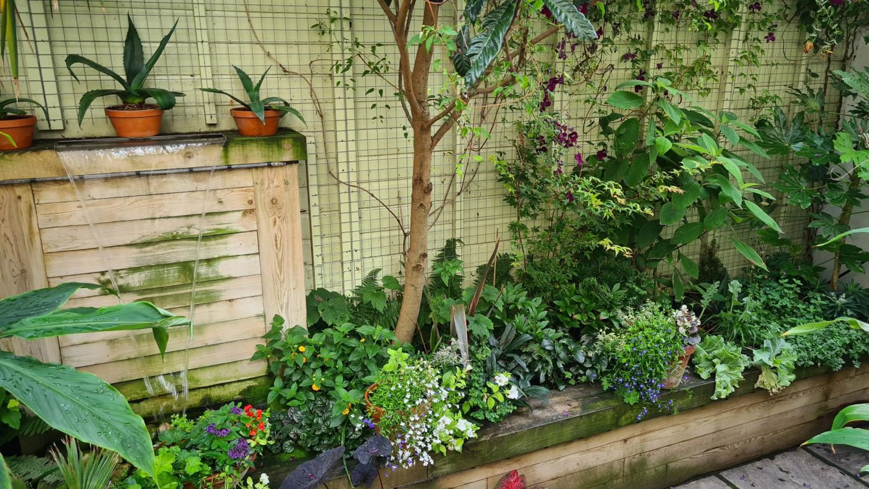 Garden in Red Brighton Blue