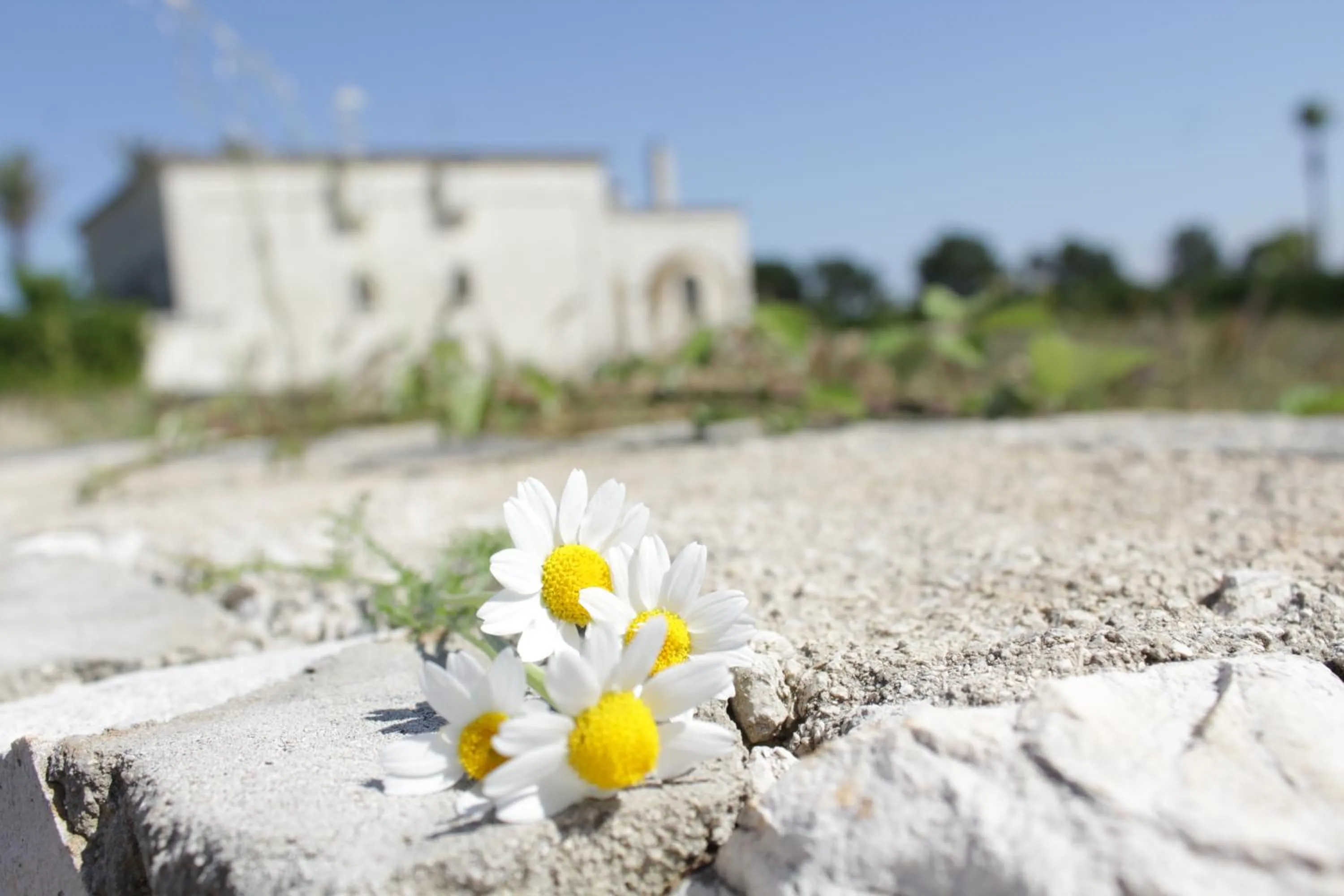 On site in La Suite nel Bosco