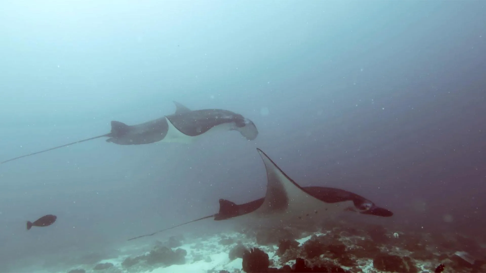 Activities in Absolute Scuba Bali Dive Resort