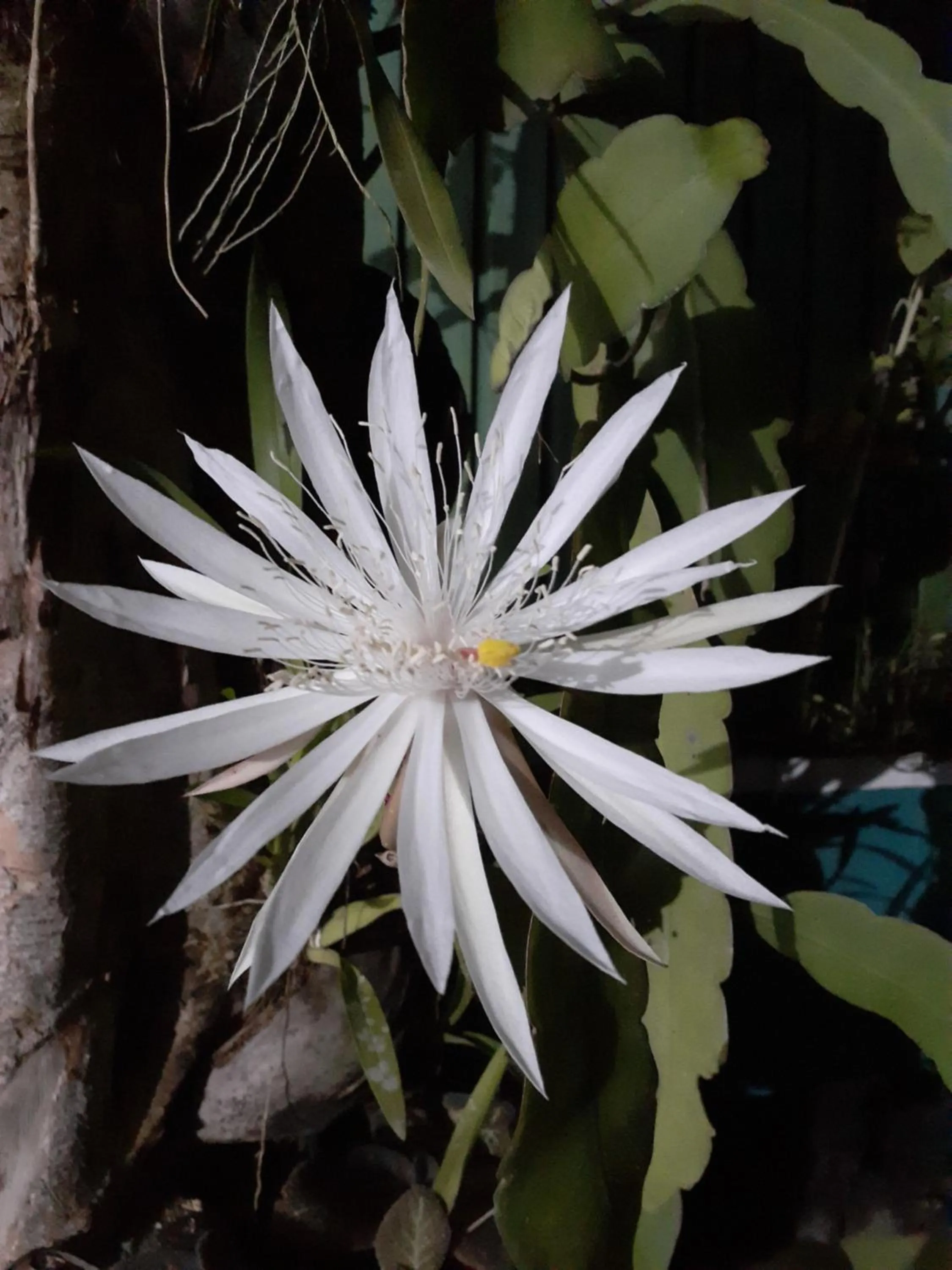 Hareesha Holiday Resort