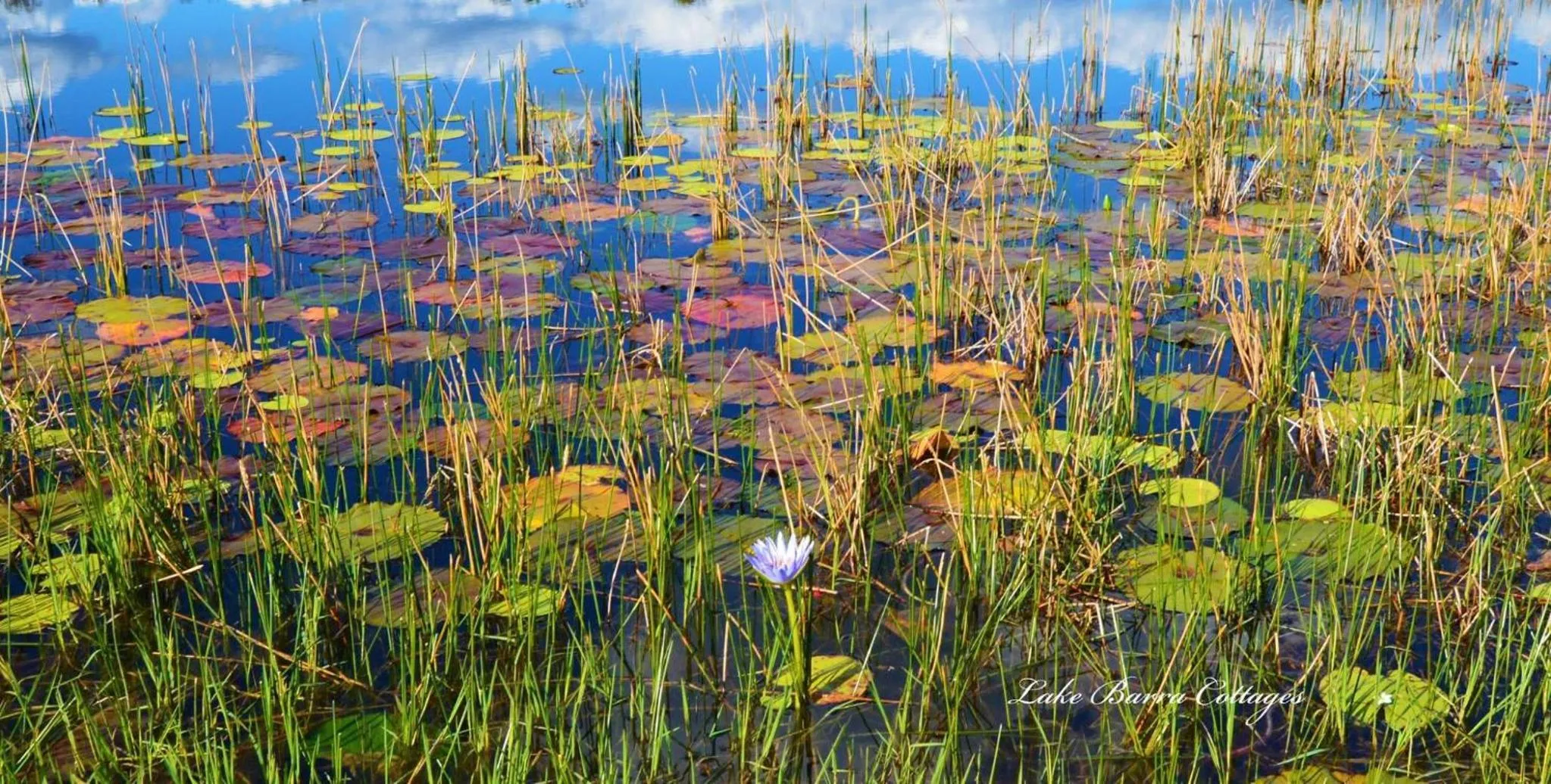 Natural landscape in Lake Barra Cottages