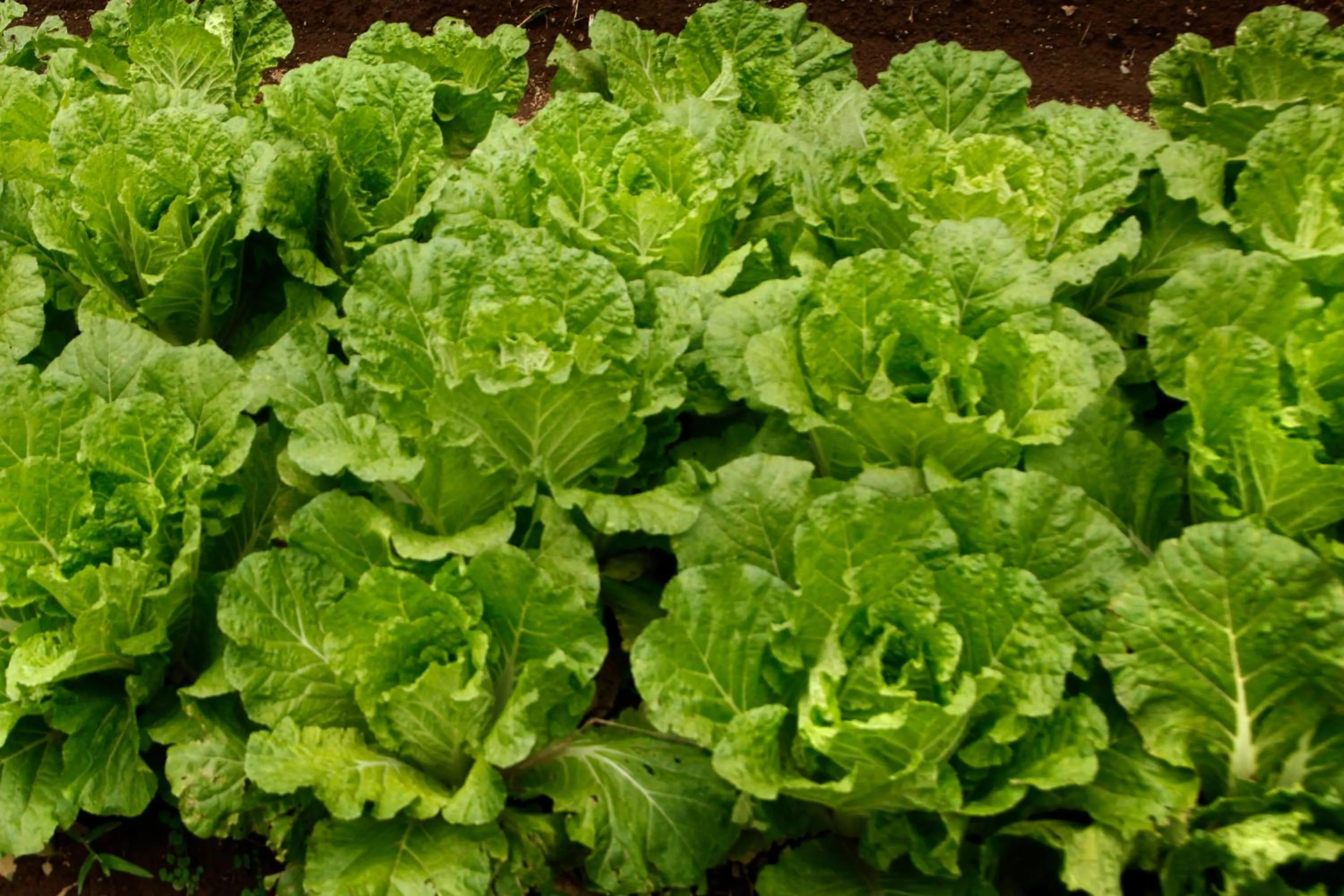 Natural landscape in Bagus Jati Health & Wellbeing Retreat