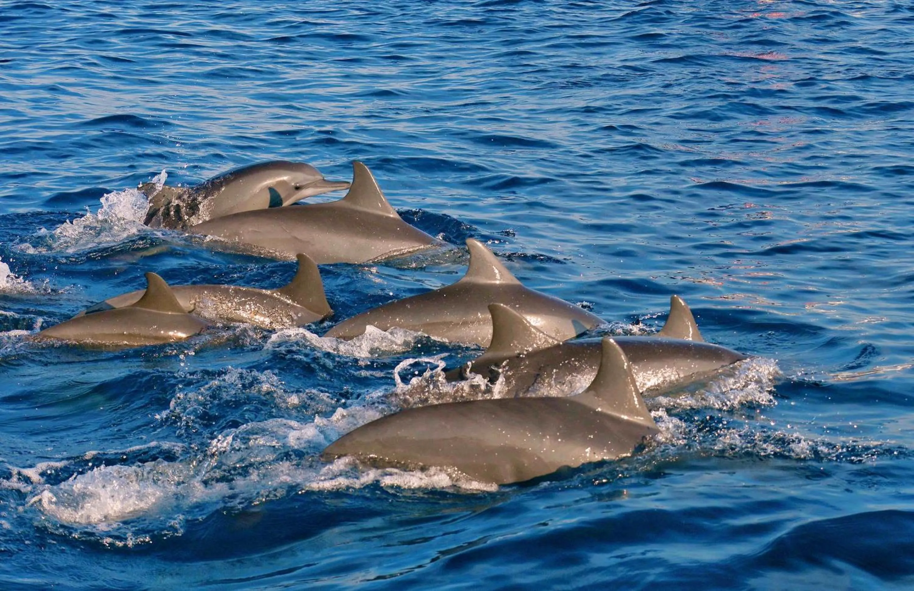 Activities in Puri Bagus Lovina