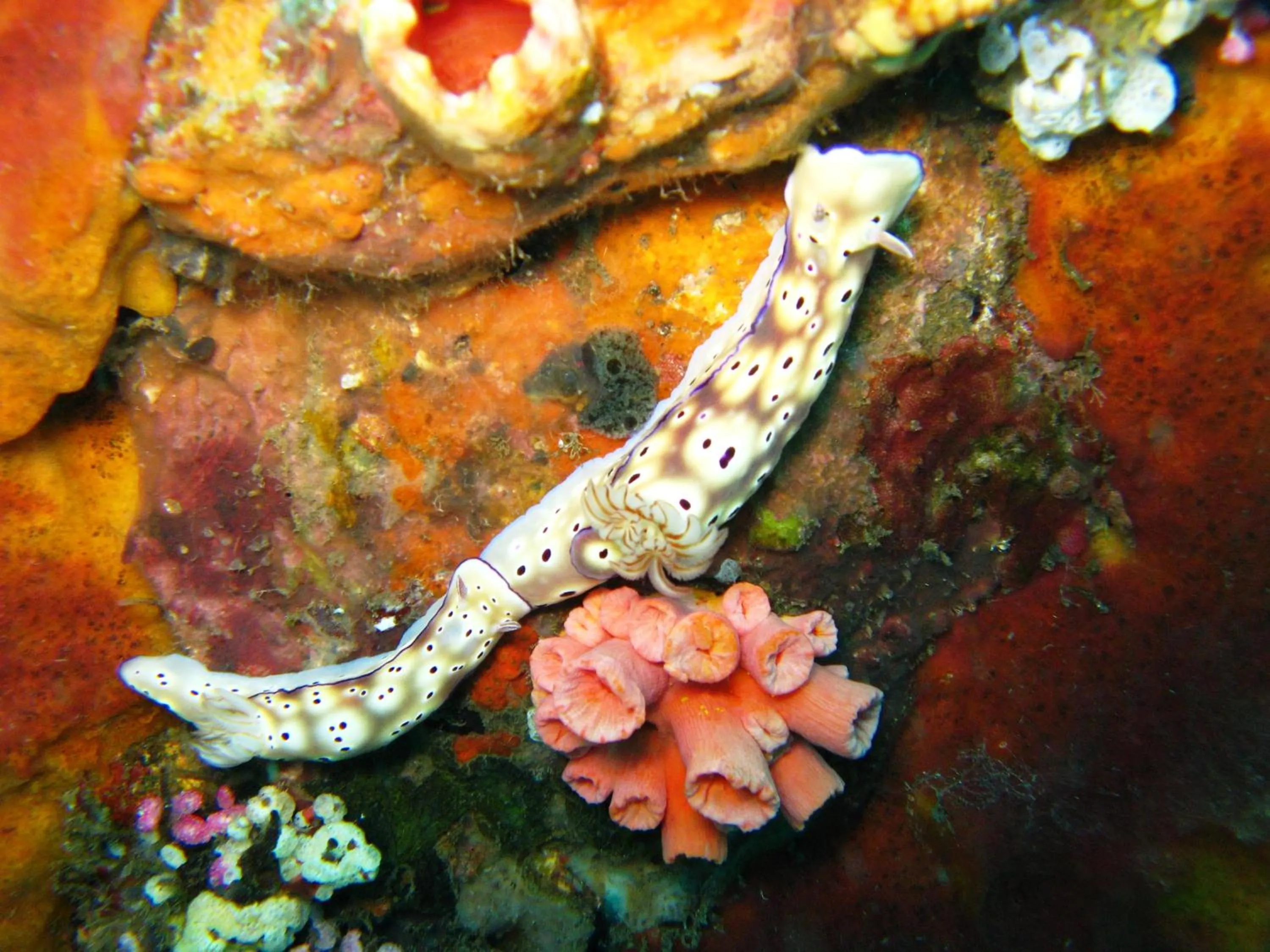 Diving in Puri Bagus Candidasa