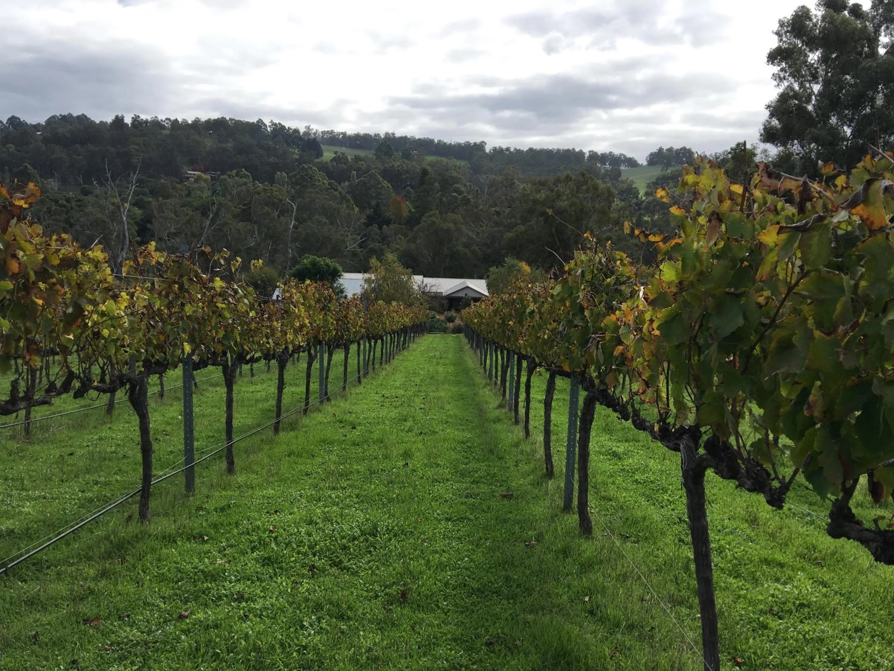 Garden in Rickaty on Blackwood