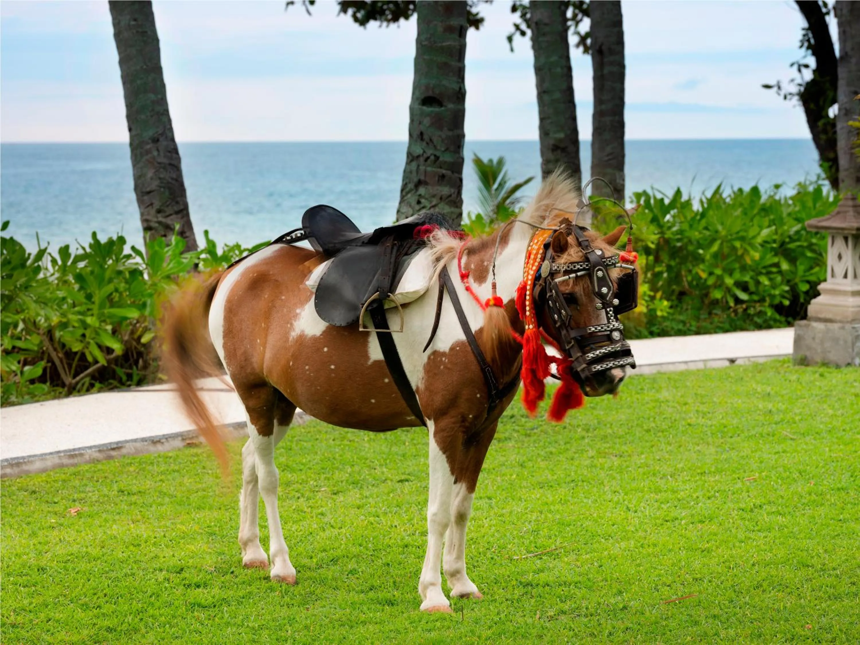 Horse-riding in Holiday Resort Lombok