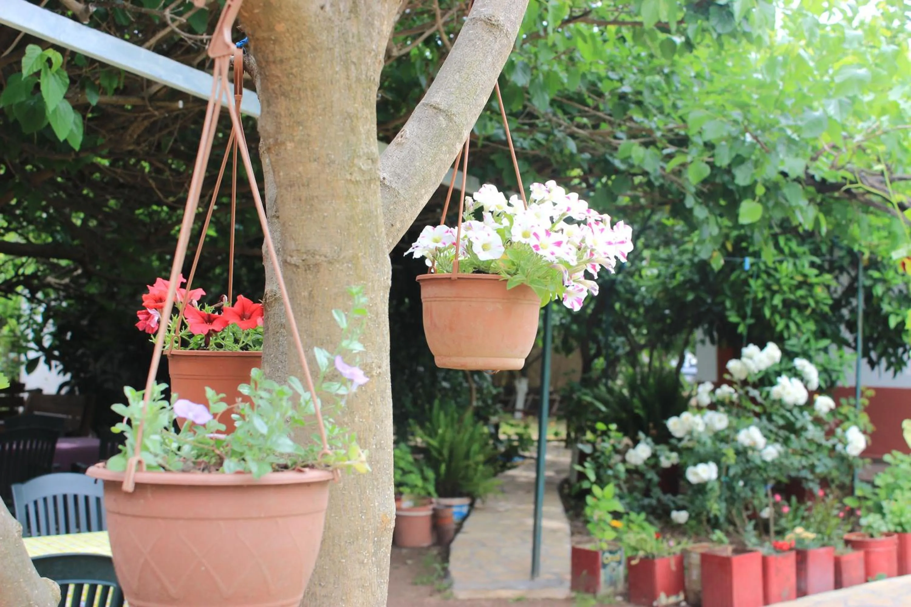 Garden in Alibaba Pension