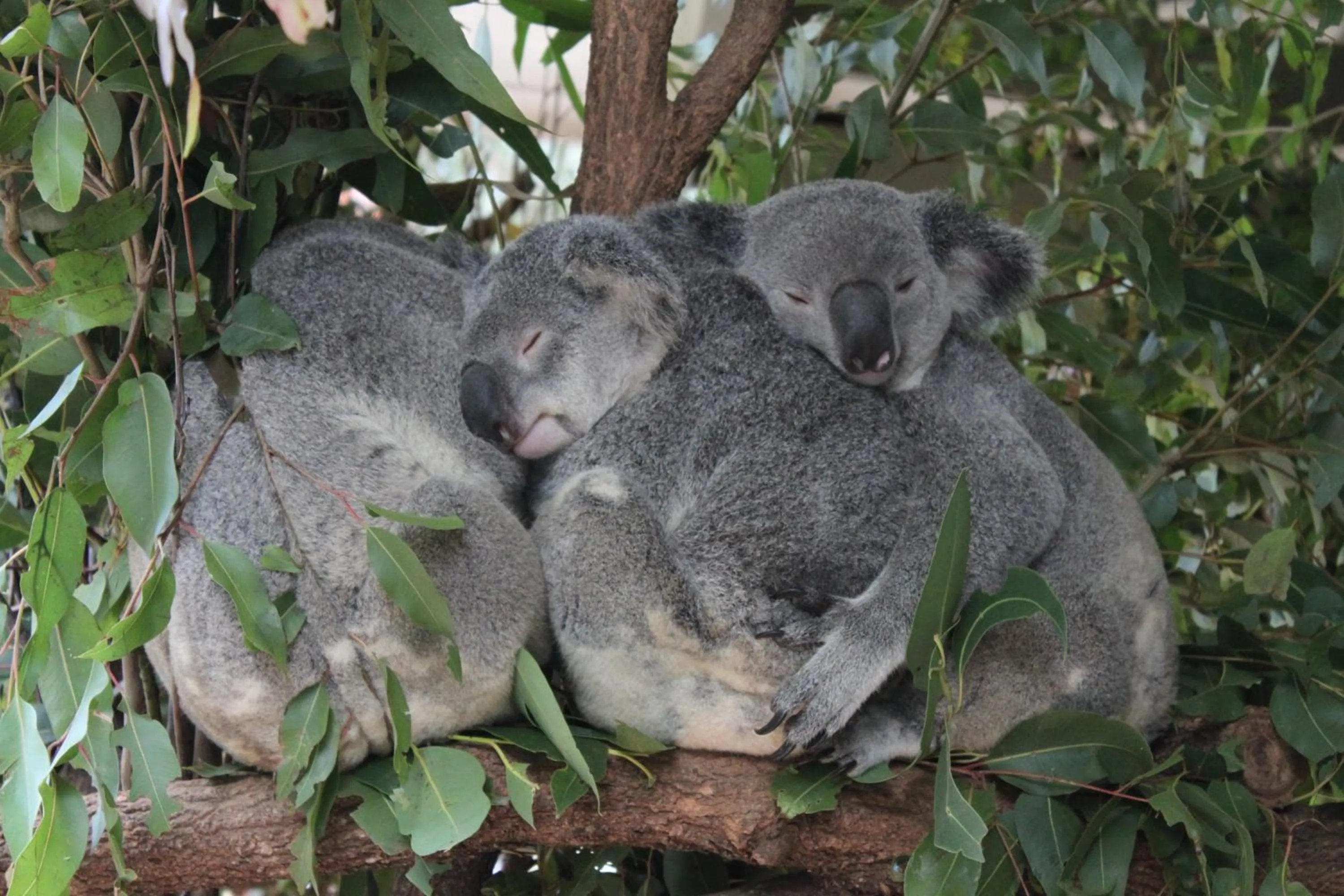 Activities in Paperbark Bed & Breakfast