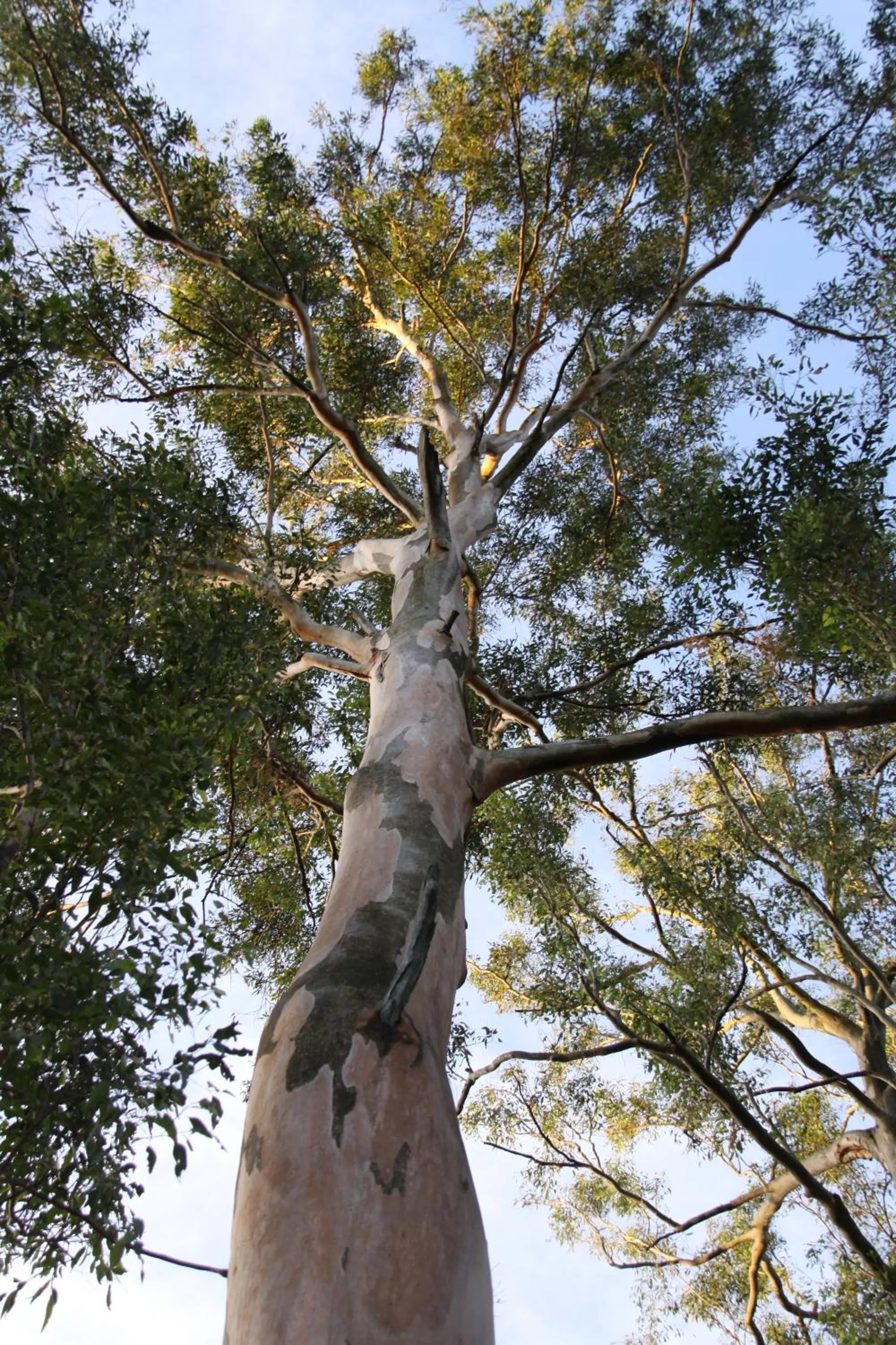 Activities in Paperbark Bed & Breakfast