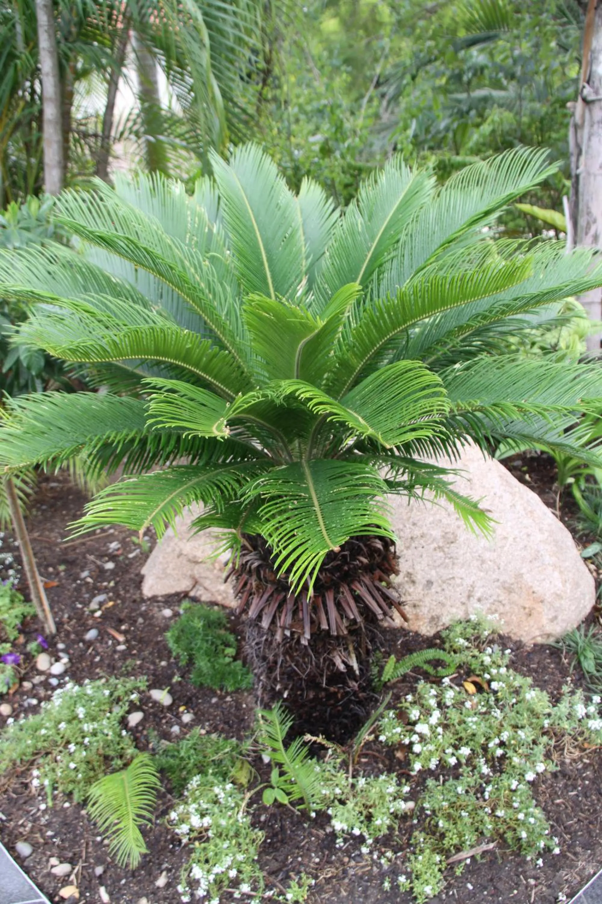 Garden in Paperbark Bed & Breakfast