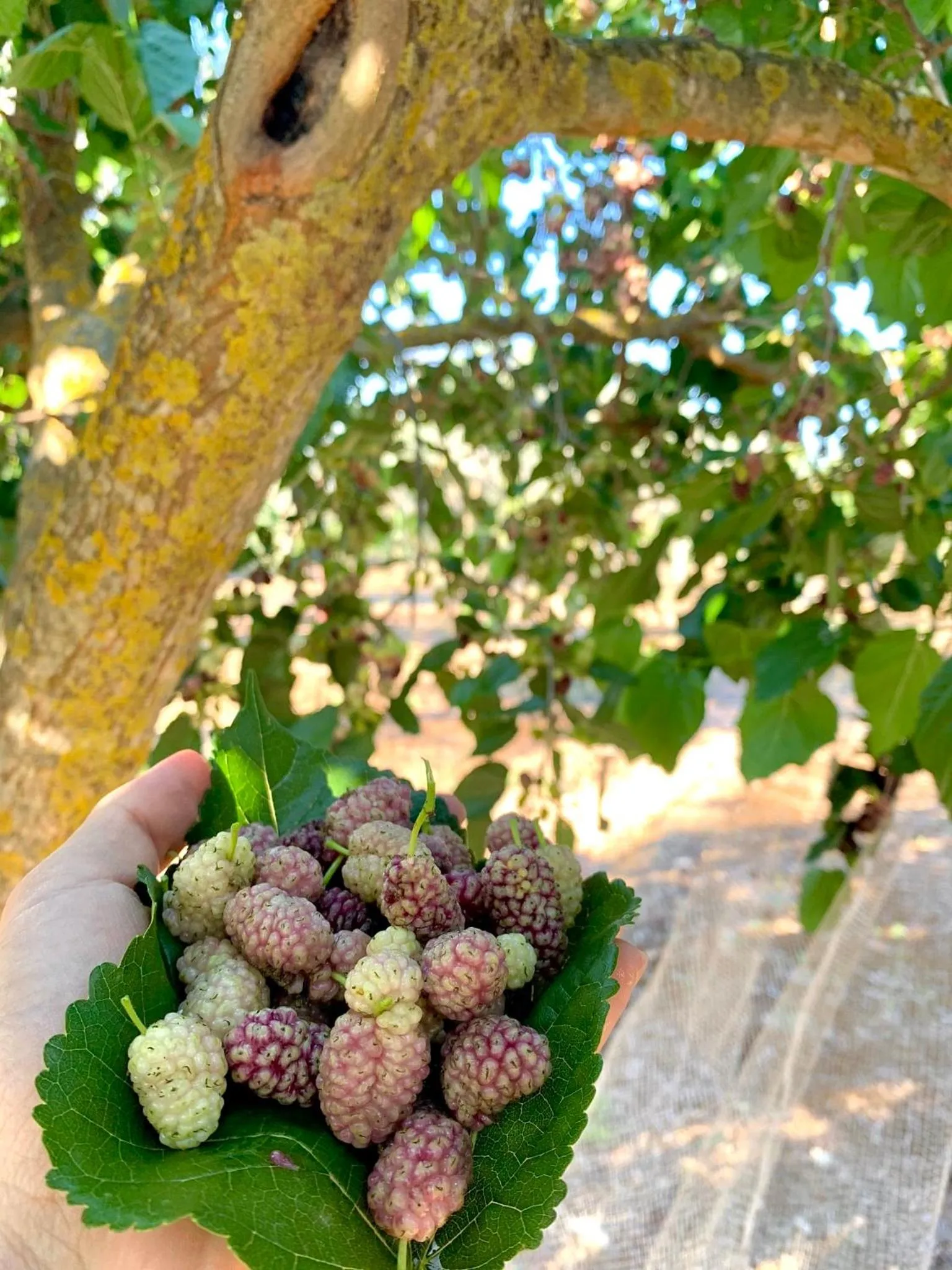 Food in Palazzo Greco B&B