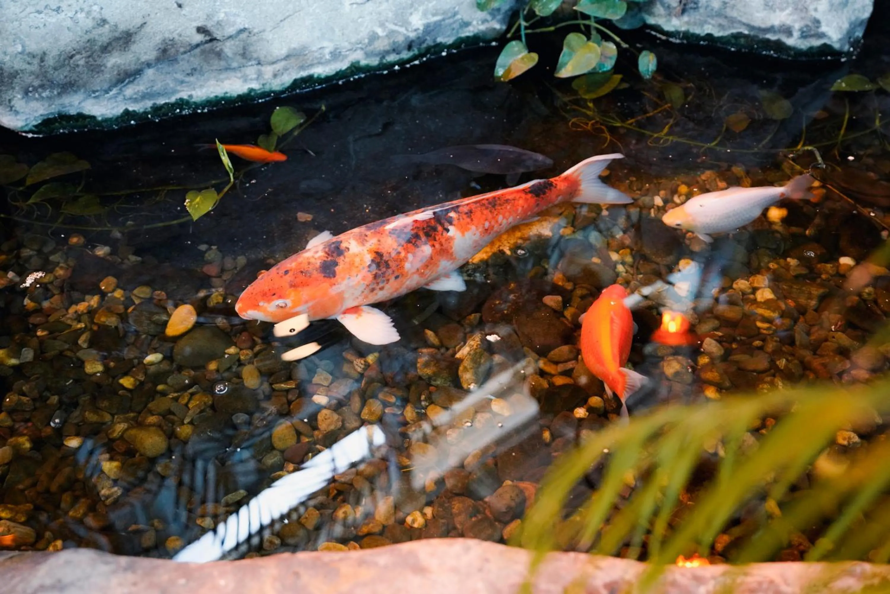 Garden in Hôtel Québec Inn par JARO