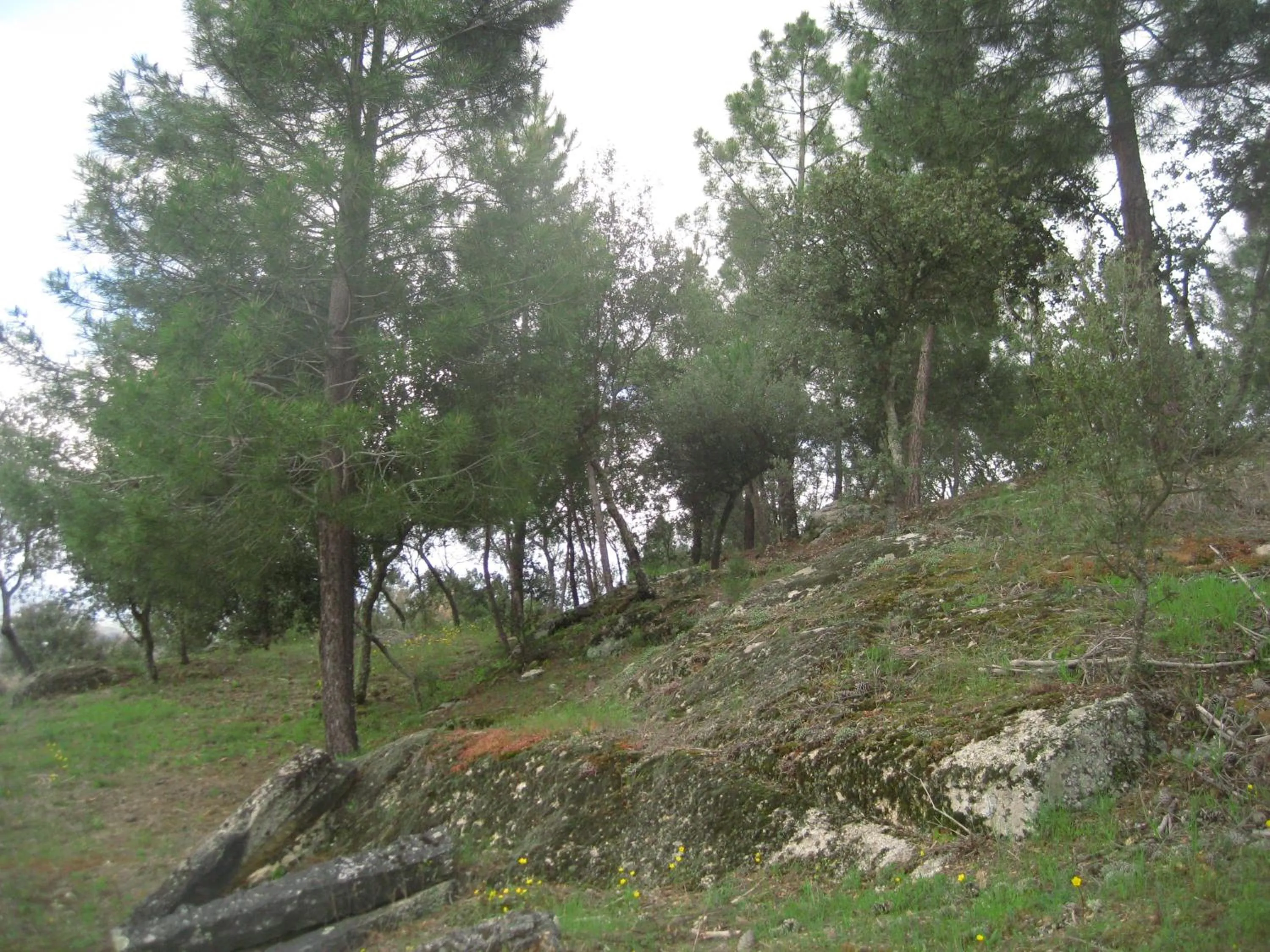 Garden in Quinta Santa Isabel