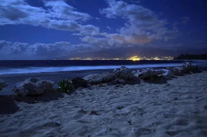 B & Bee Wild Island - Nature Song