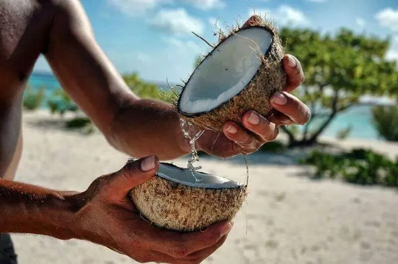 B & Bee Wild Island - Nature Song