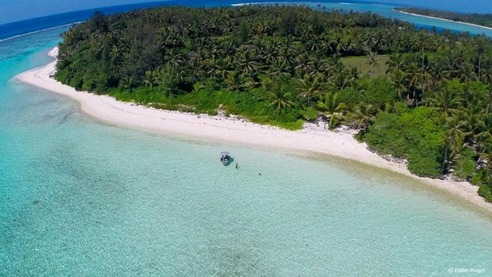 B & Bee Wild Island - Nature Song