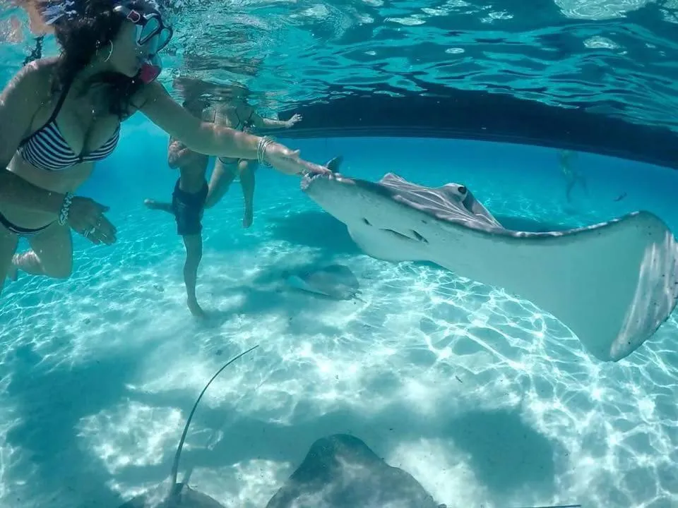 B & Bee Wild Island - Nature Song