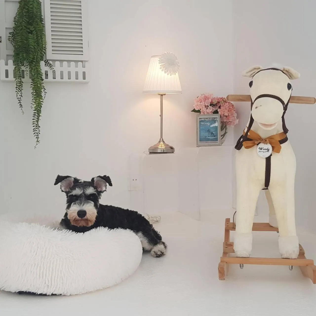 Pets in Ample Villa 小希臘民宿