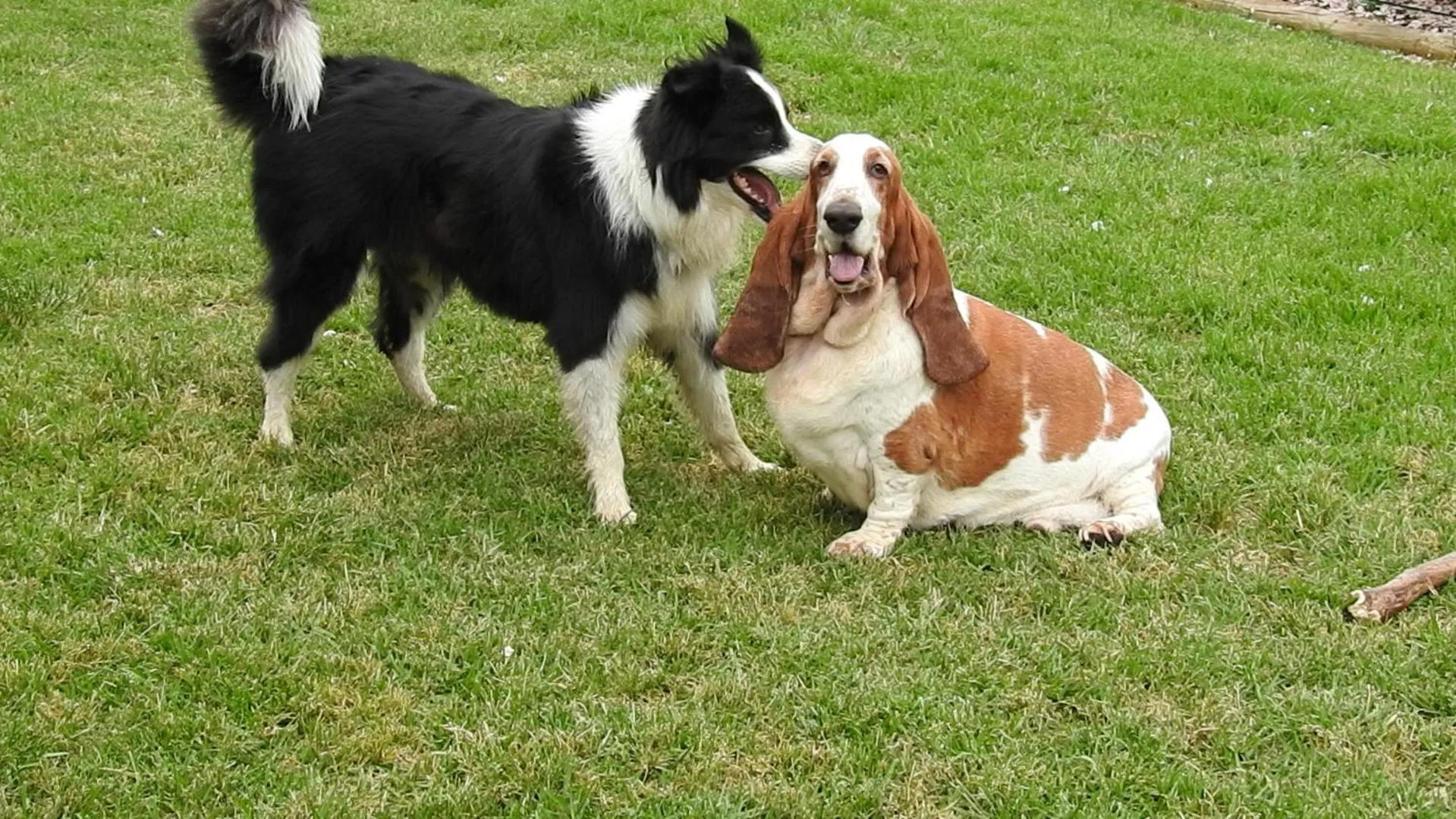Pets in Barklysuites Apartments