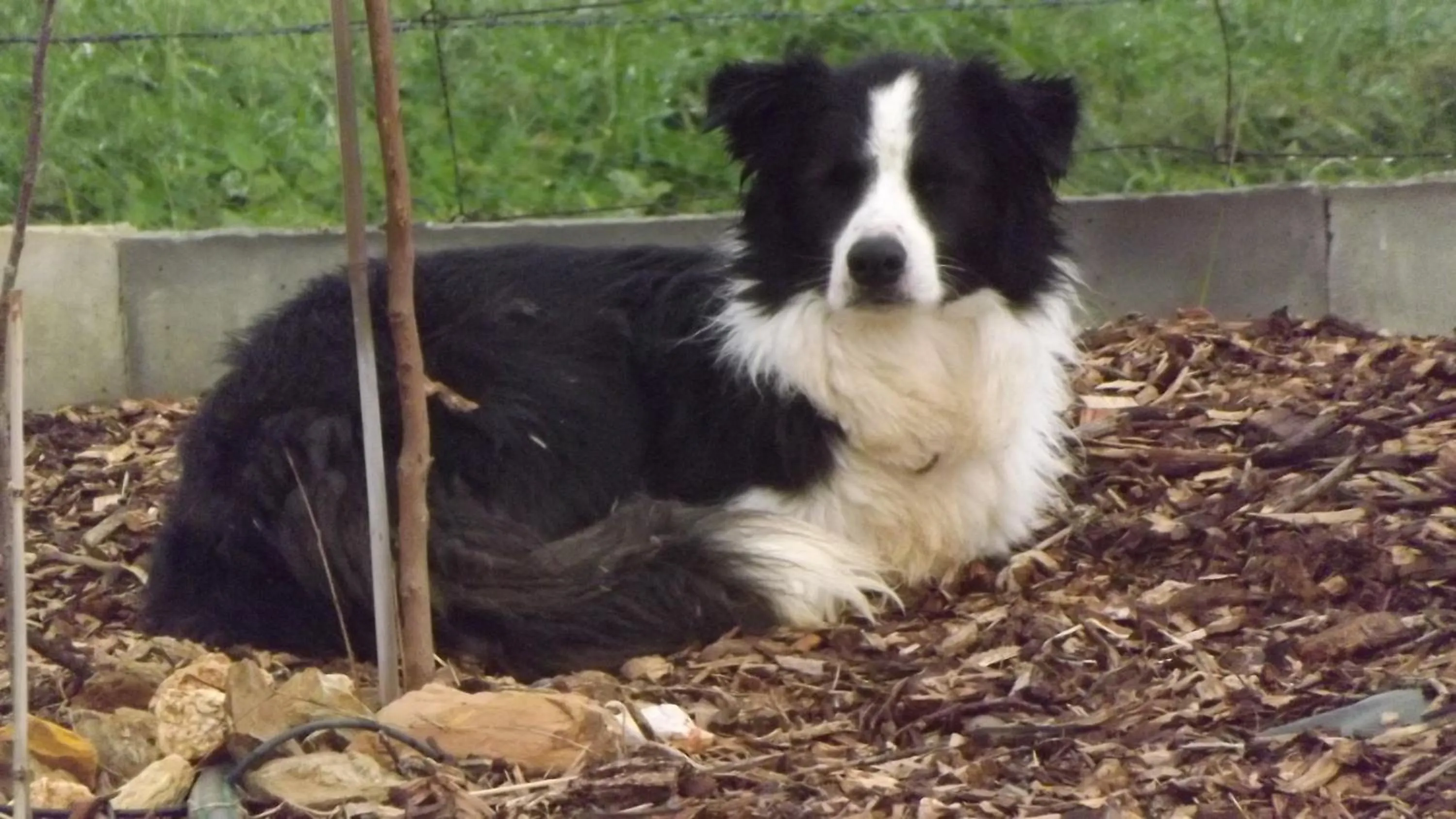 Pets in Barklysuites Apartments