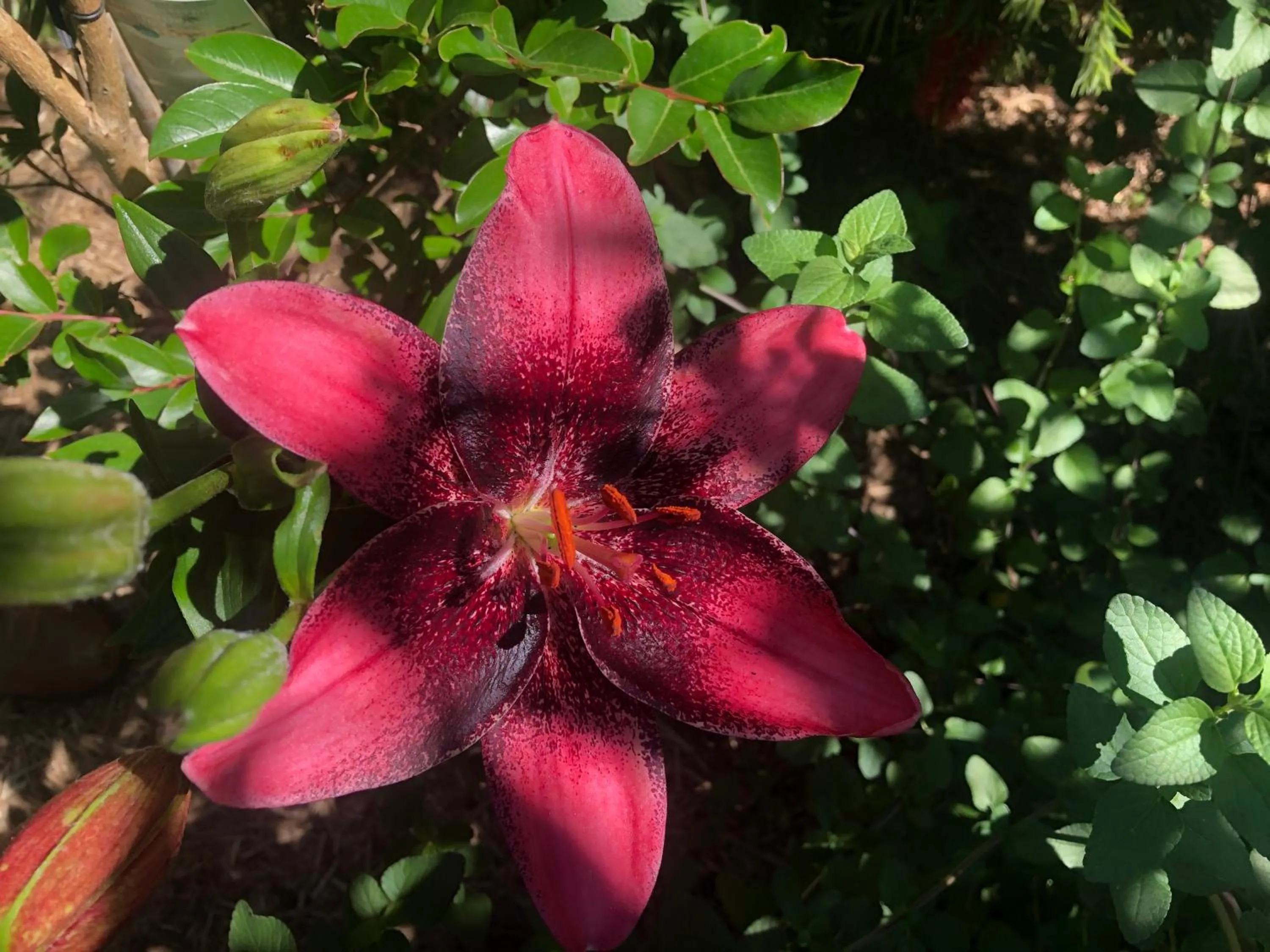 Barklysuites Apartments