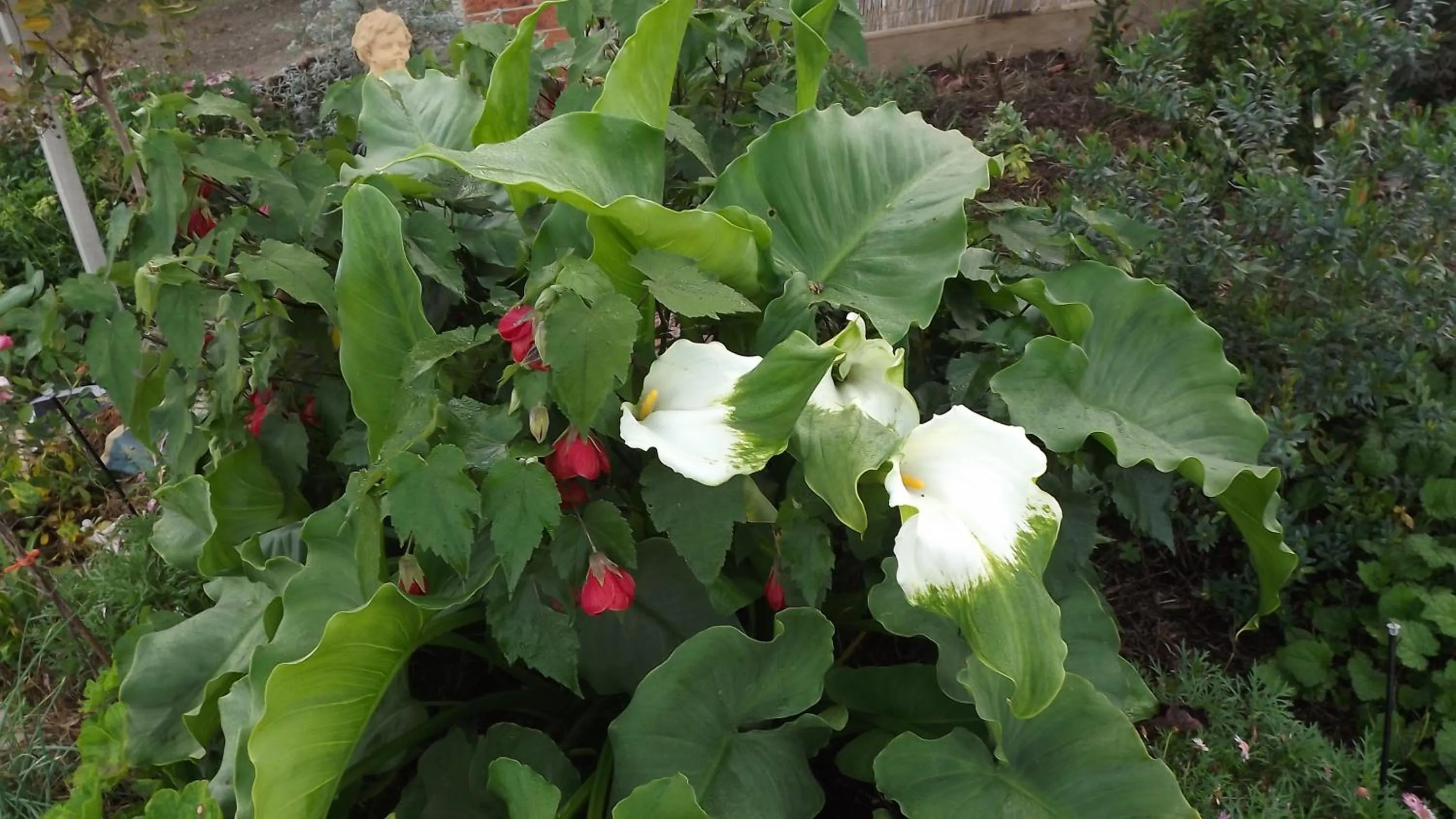 Garden in Barklysuites Apartments