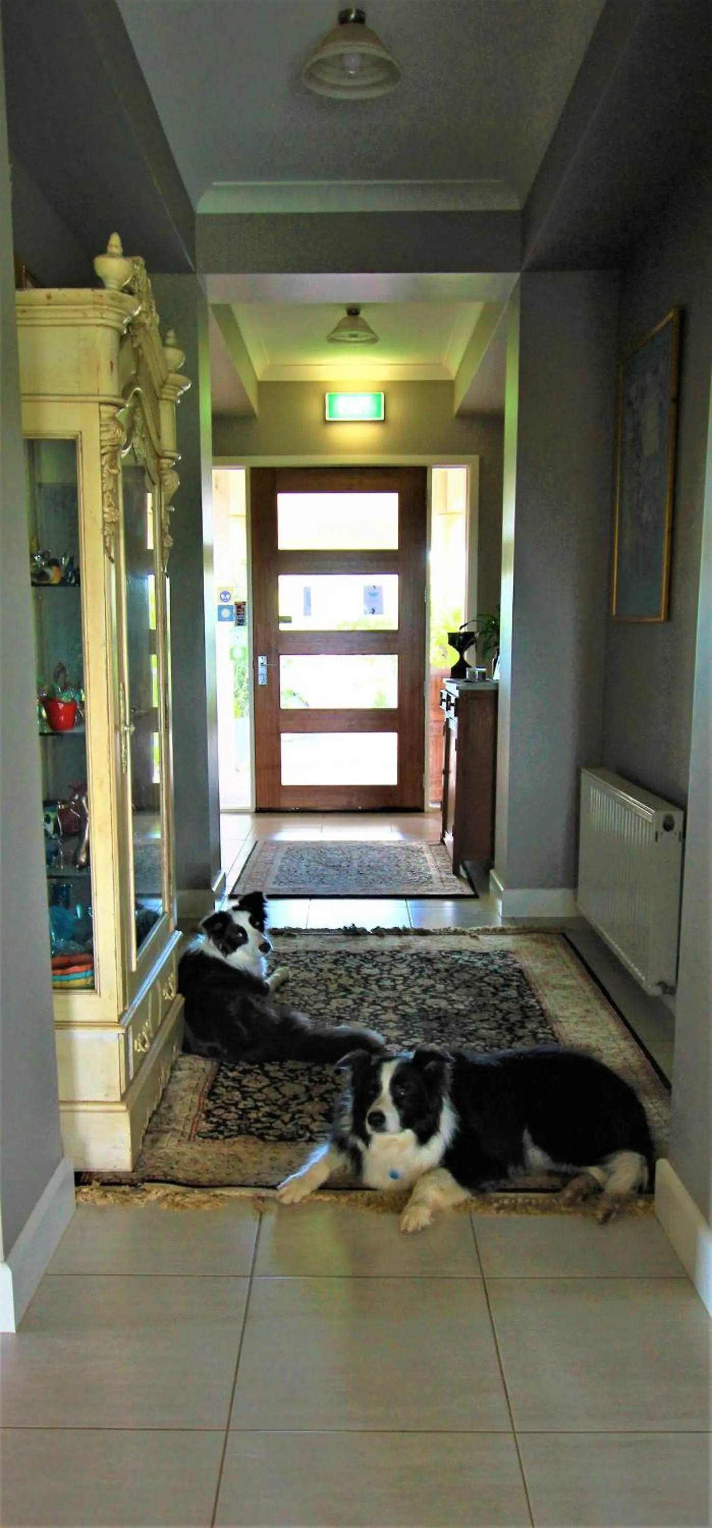 Pets in Barklysuites Apartments