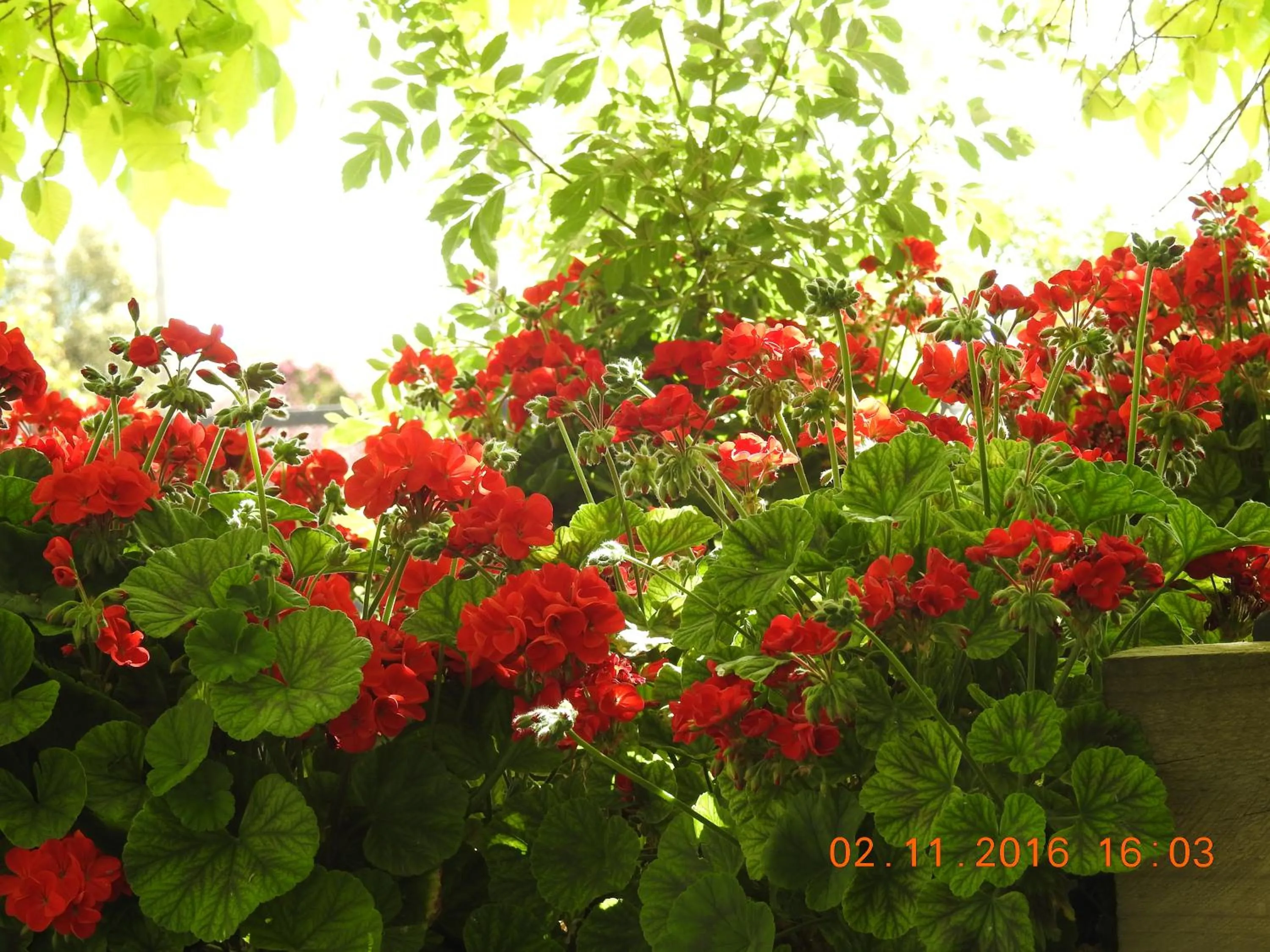 Garden in Barklysuites Apartments
