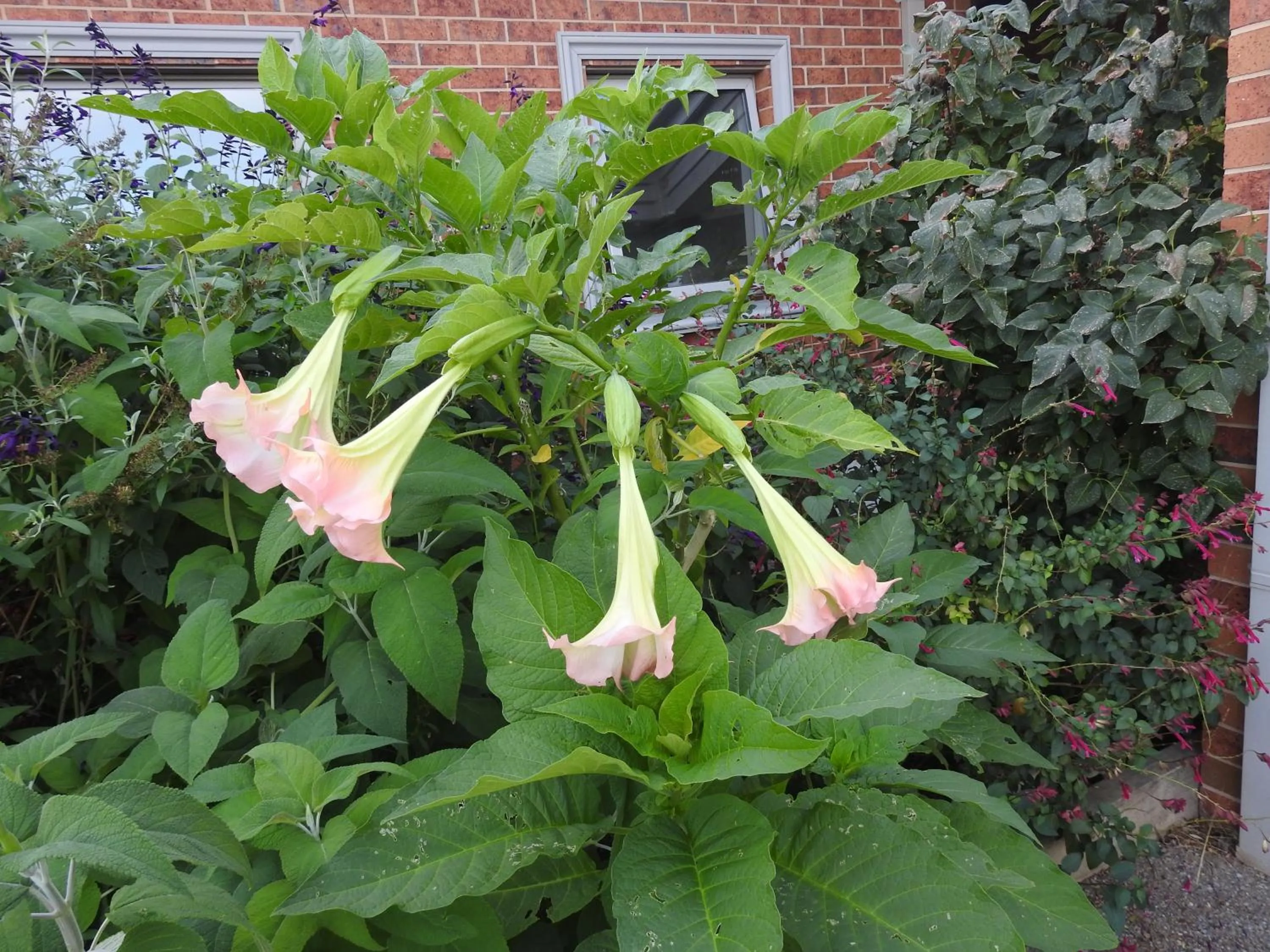 Garden in Barklysuites Apartments