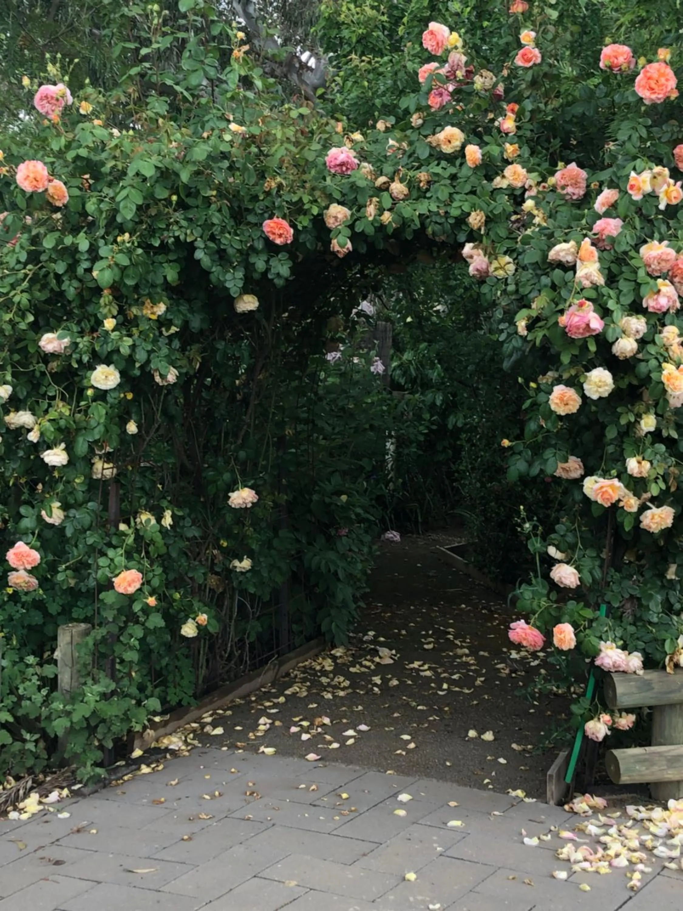 Garden in Barklysuites Apartments