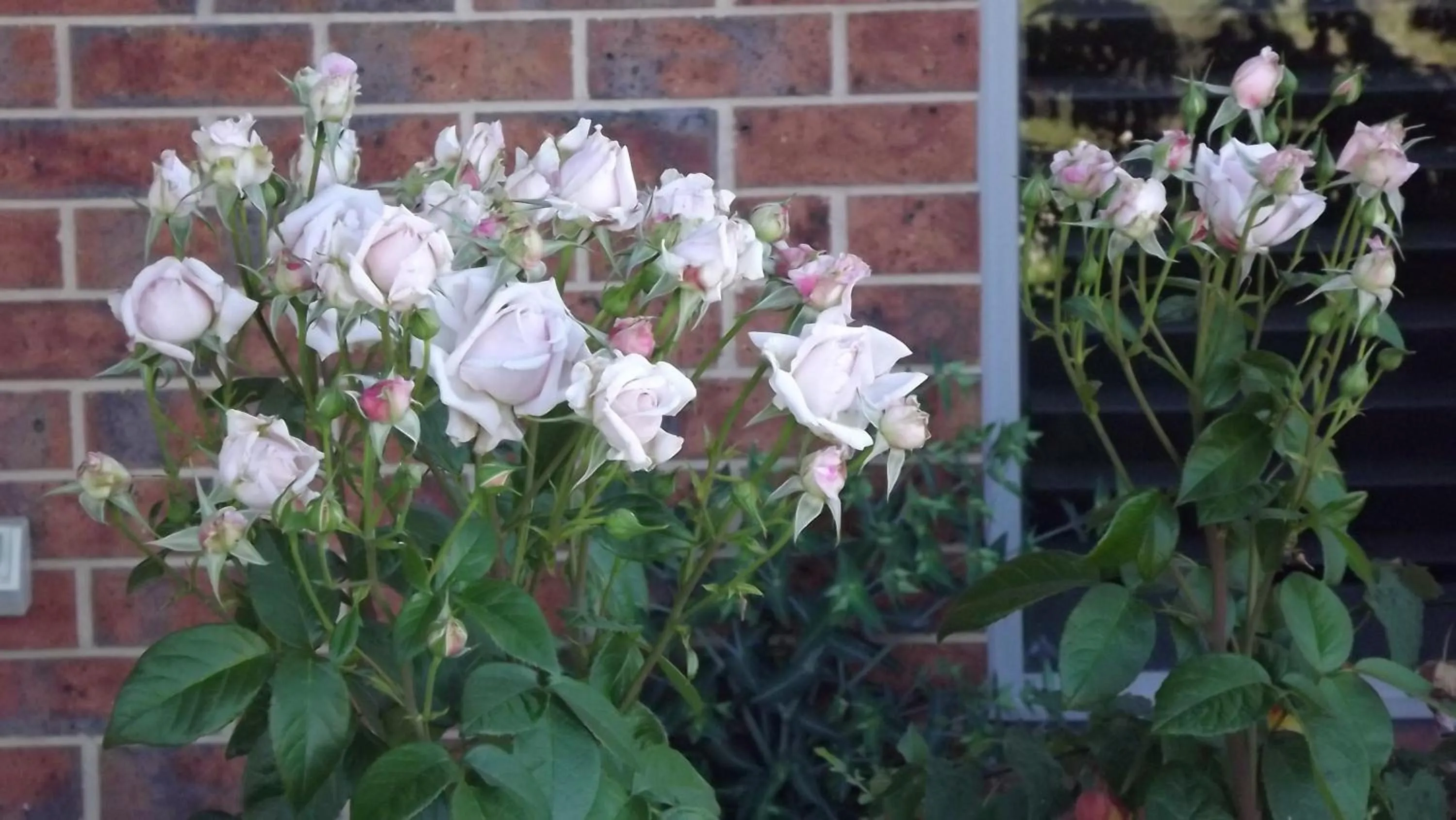 Area and facilities in Barklysuites Apartments