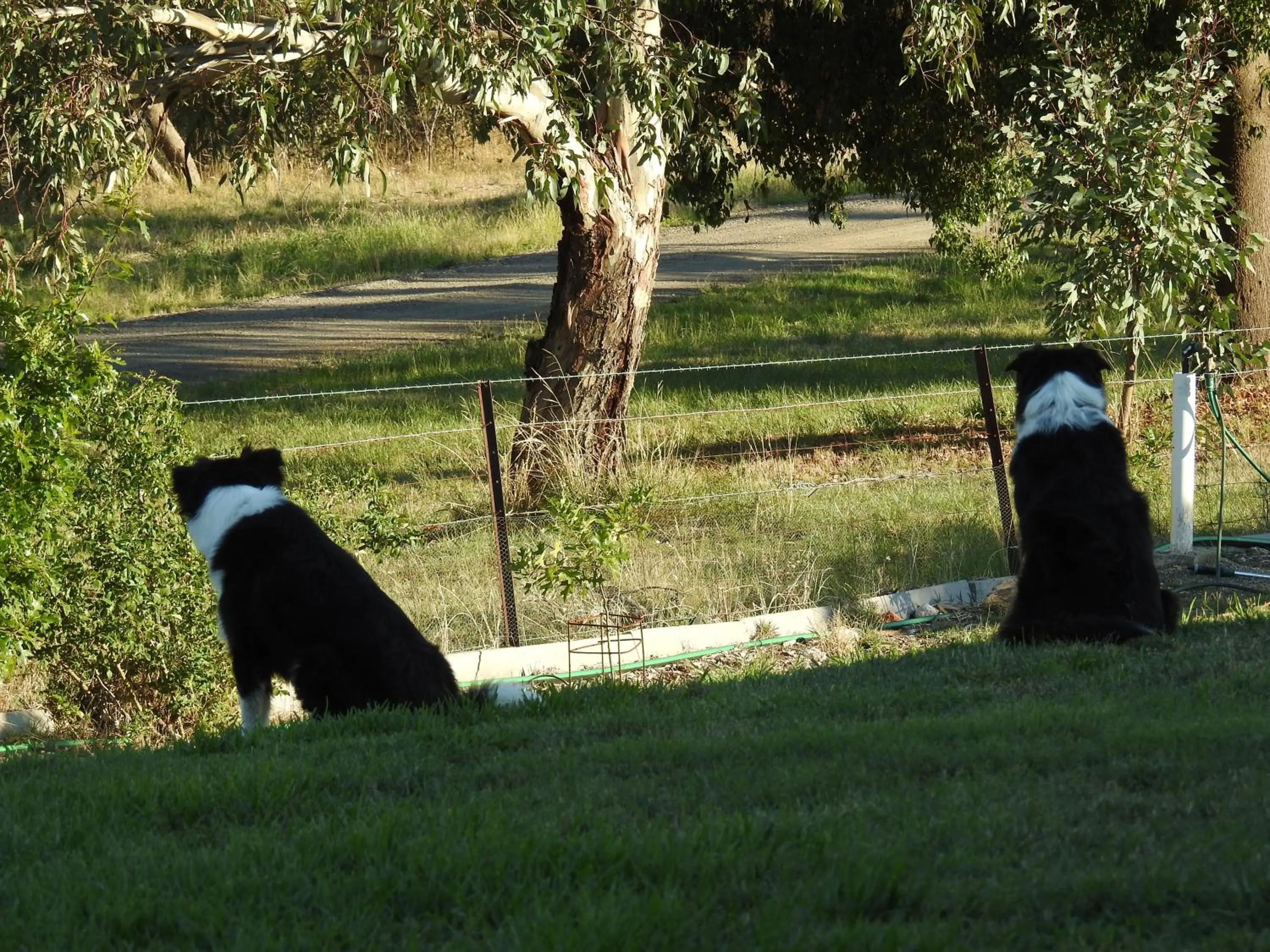 Pets in Barklysuites Apartments