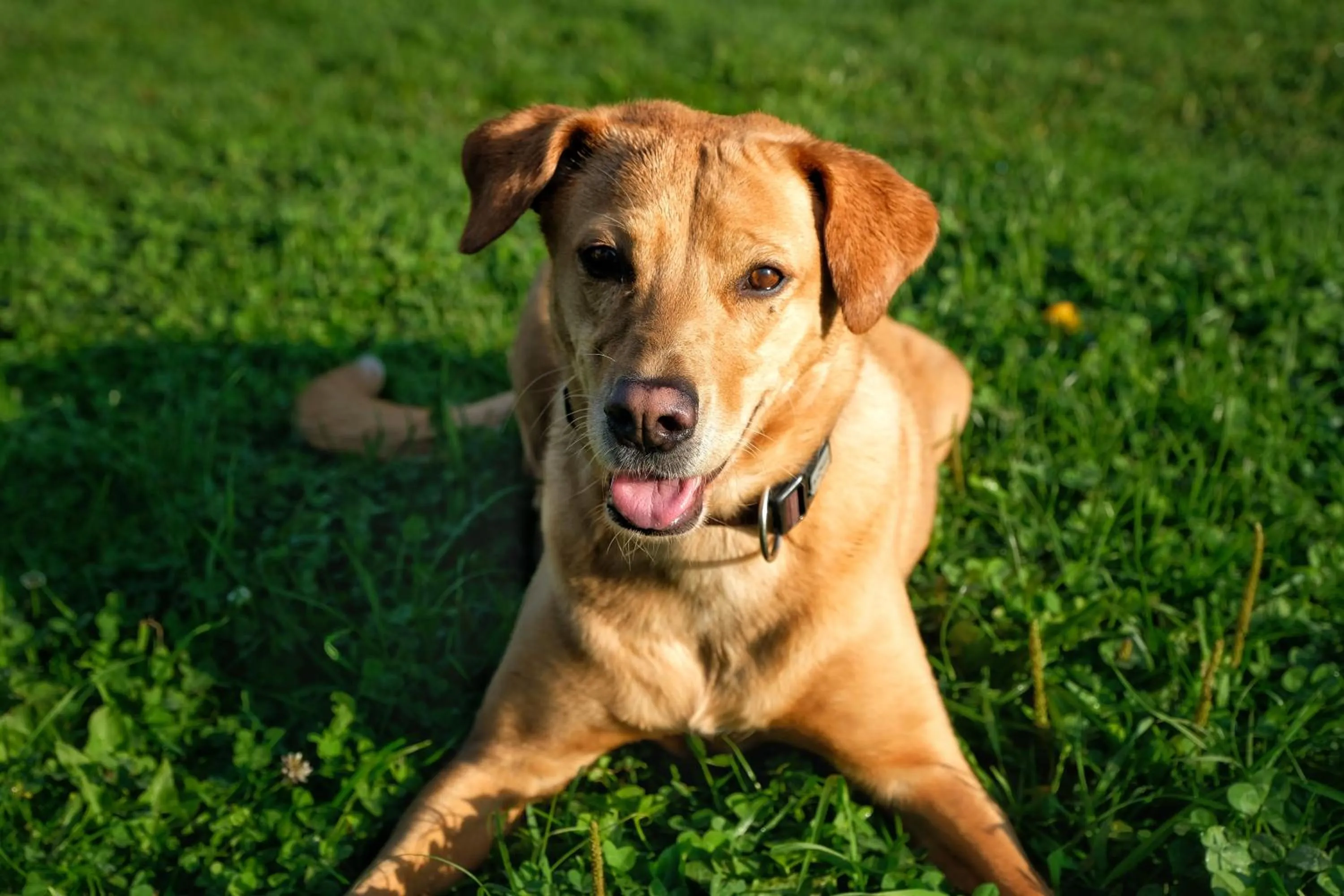 SeeHotel & SeeApartments Kärntnerhof- direkt am See!