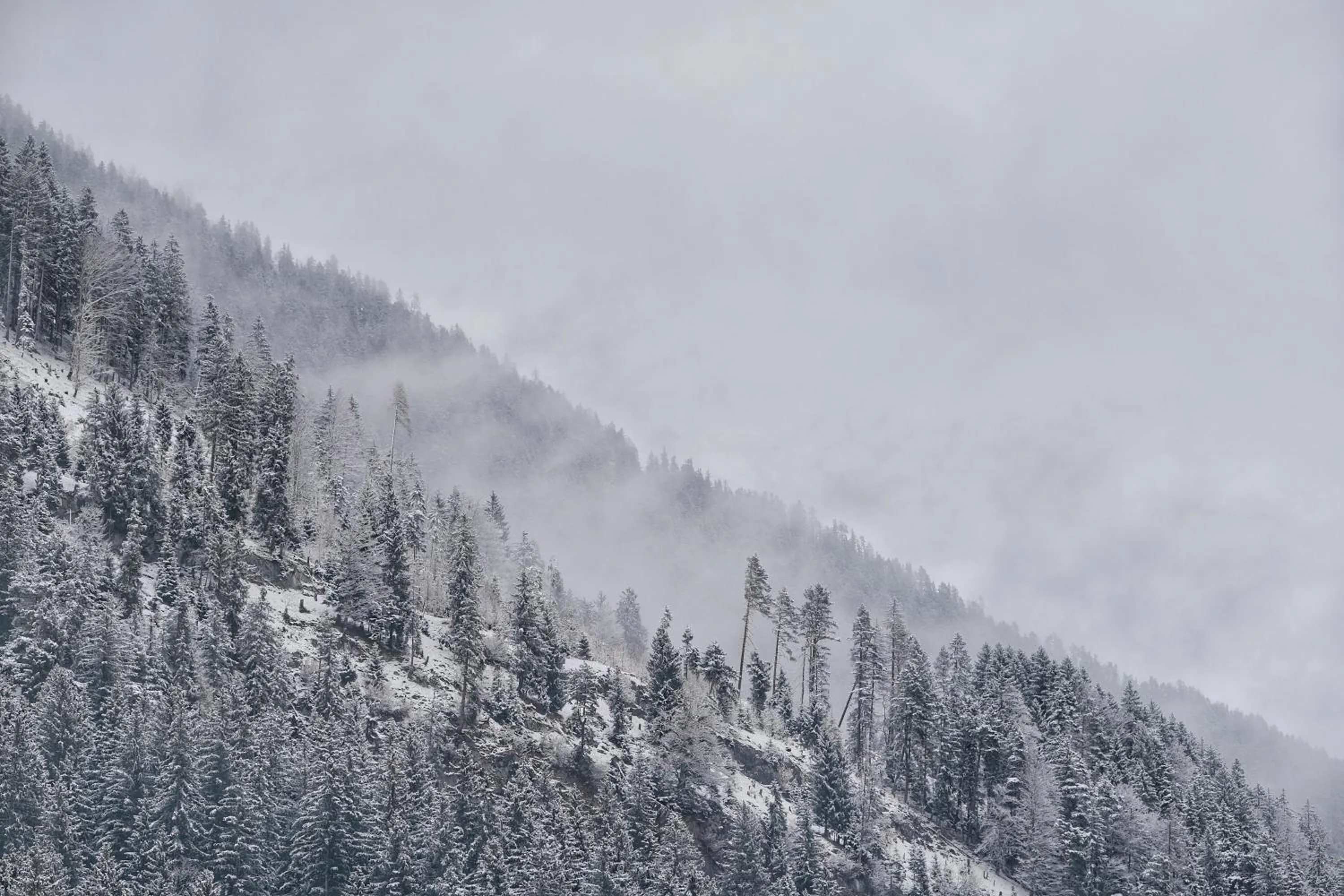 Natural landscape in SeeHotel & SeeApartments Kärntnerhof- direkt am See!