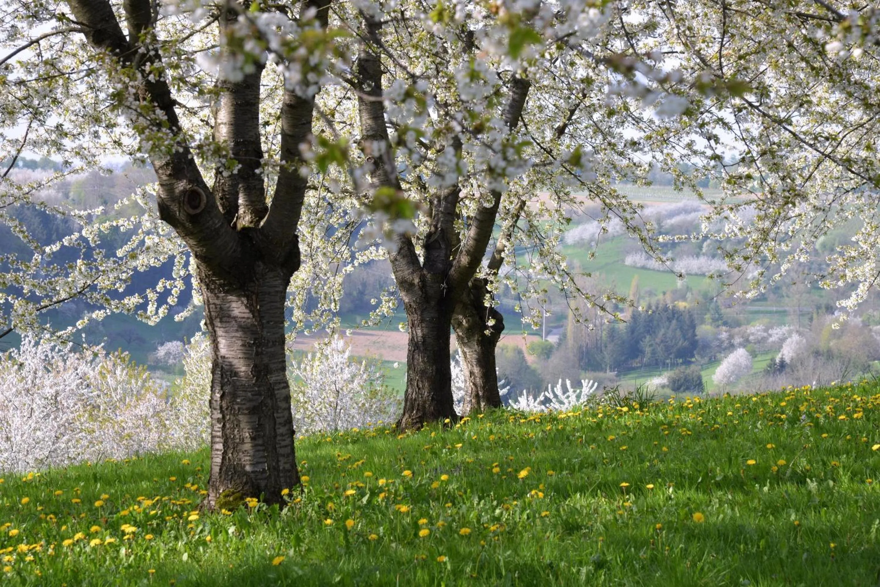 Spring in Am Paradies