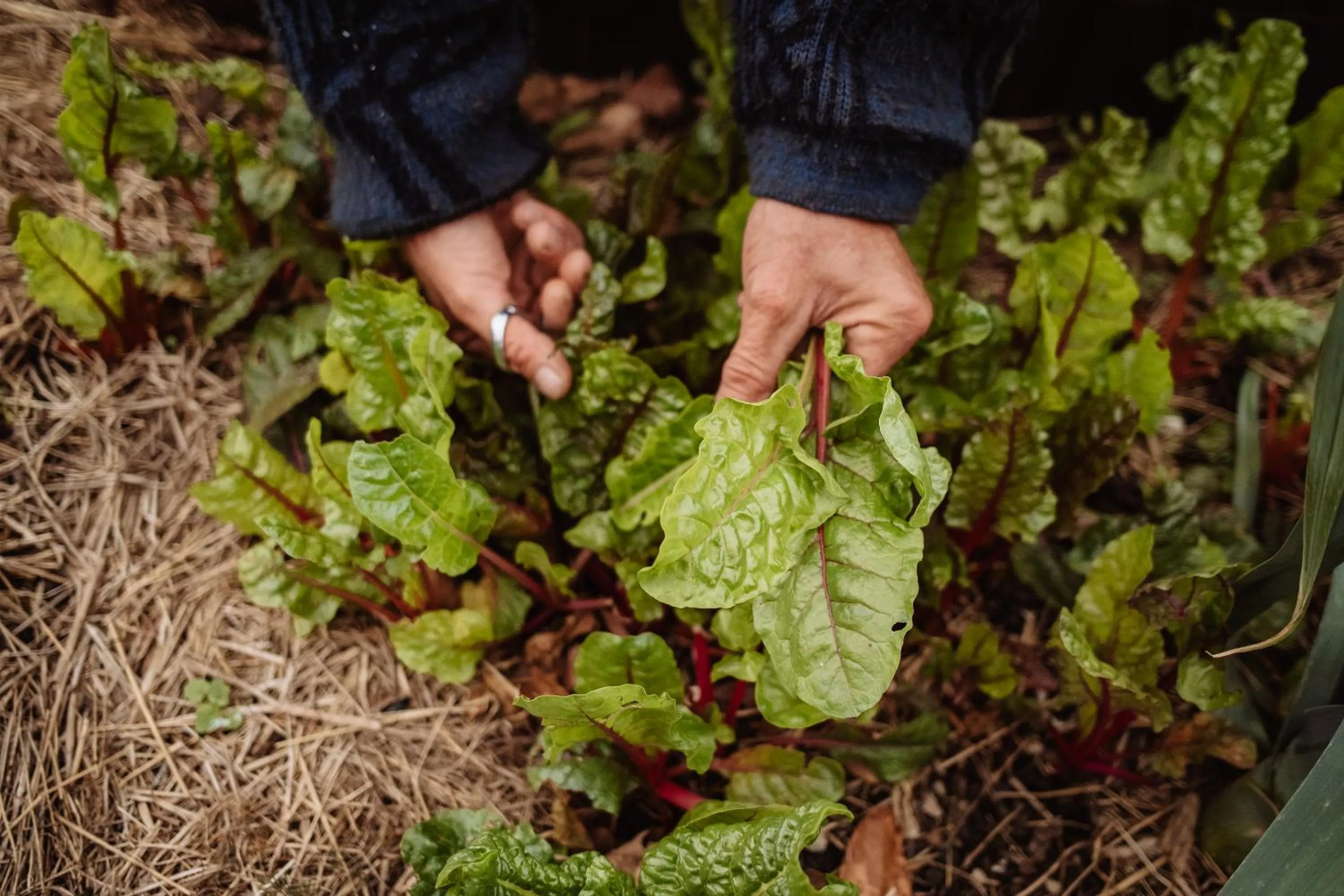 Restaurant/places to eat in Locanda Solagna
