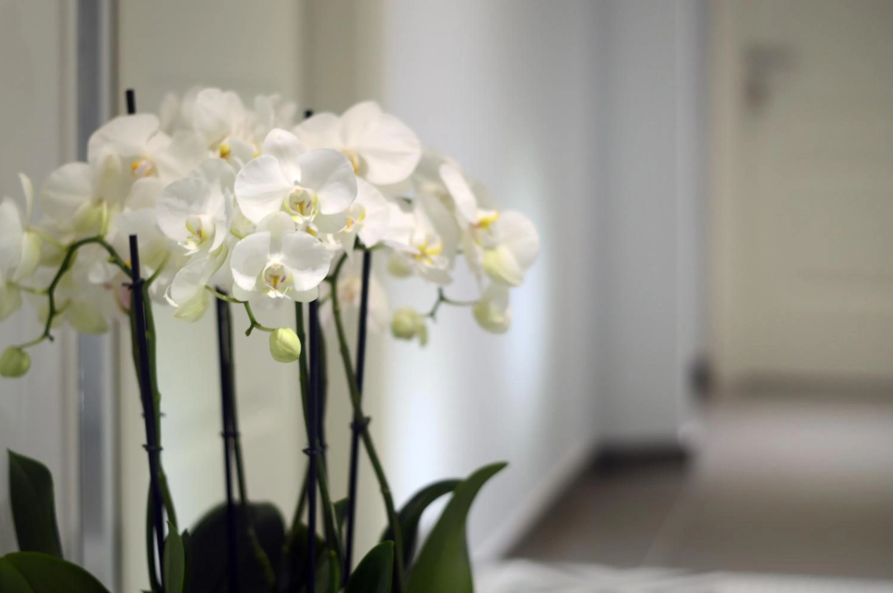 Decorative detail in Barbarella Suite