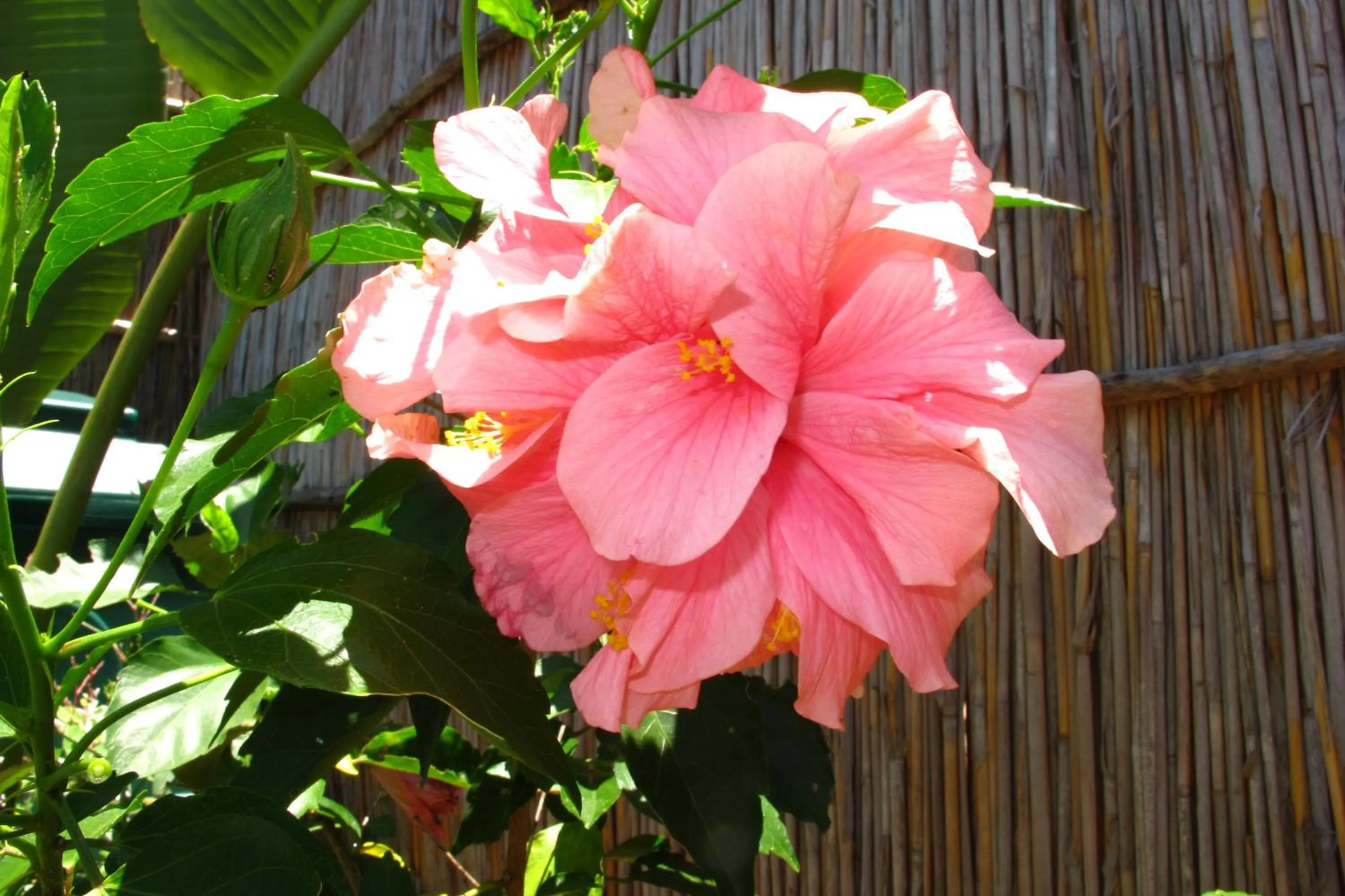 Garden in Gala Gala Eco Resort