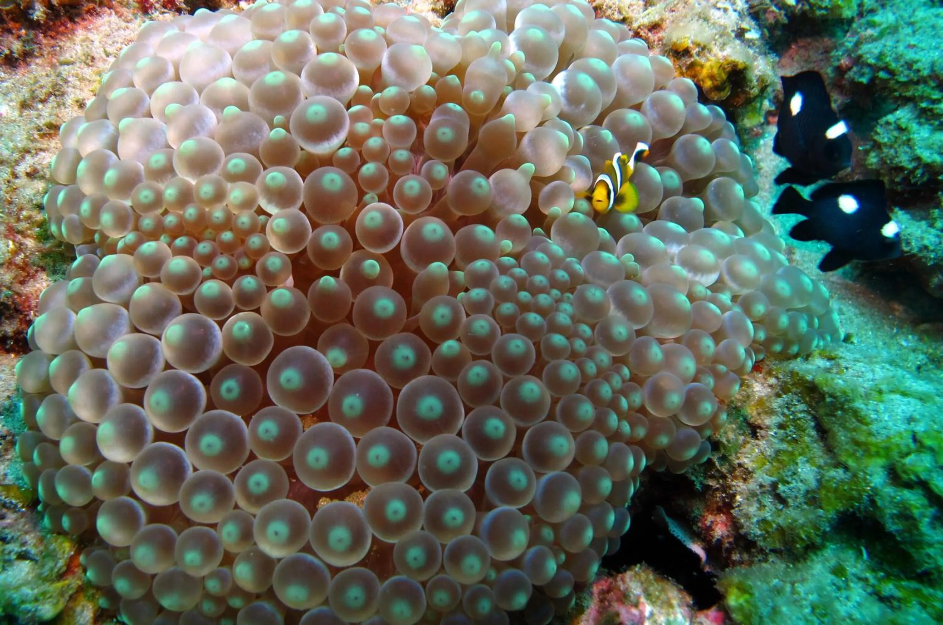 Diving in Gala Gala Eco Resort