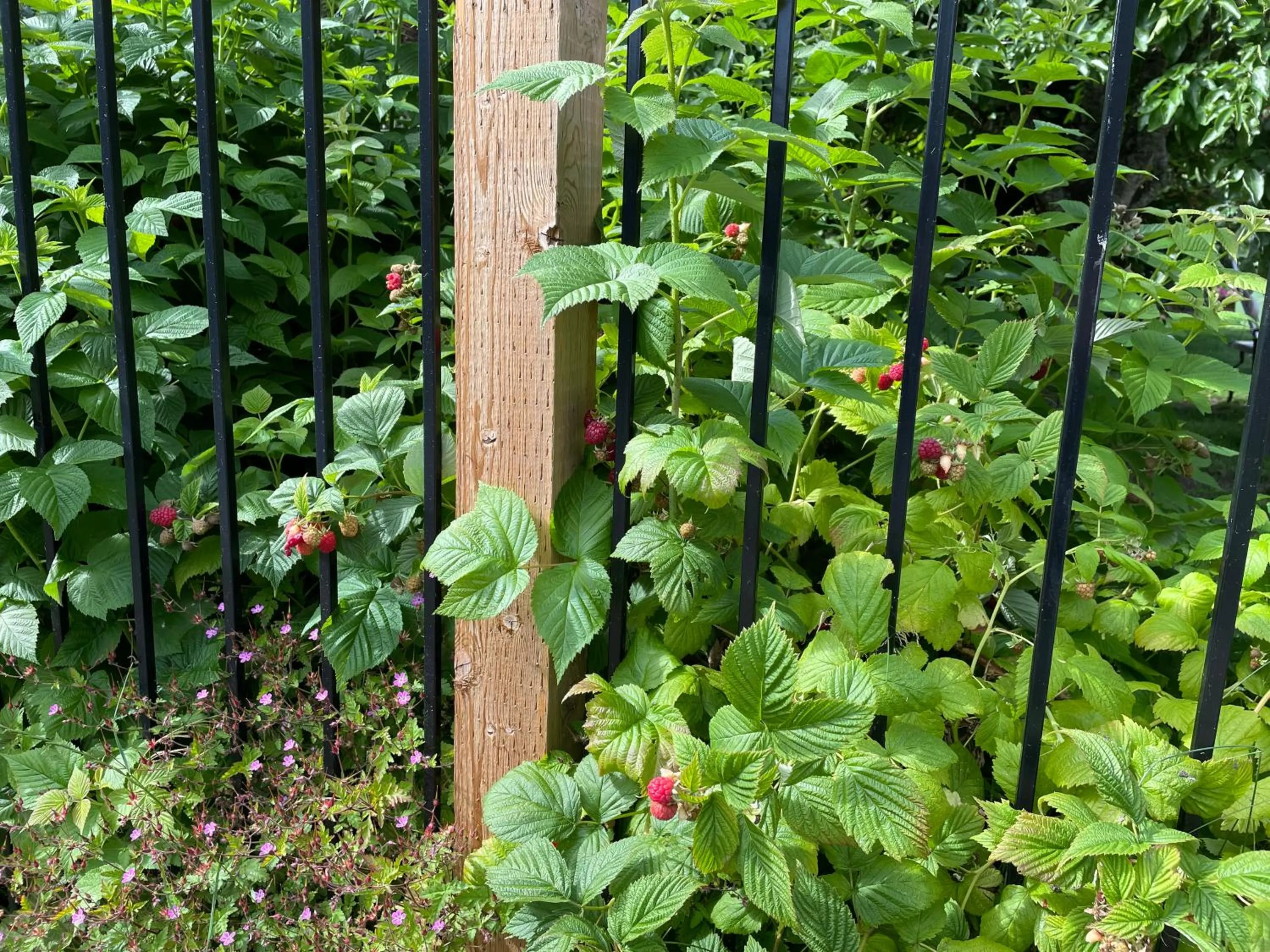 Garden in Coles Bay Vacation Retreat