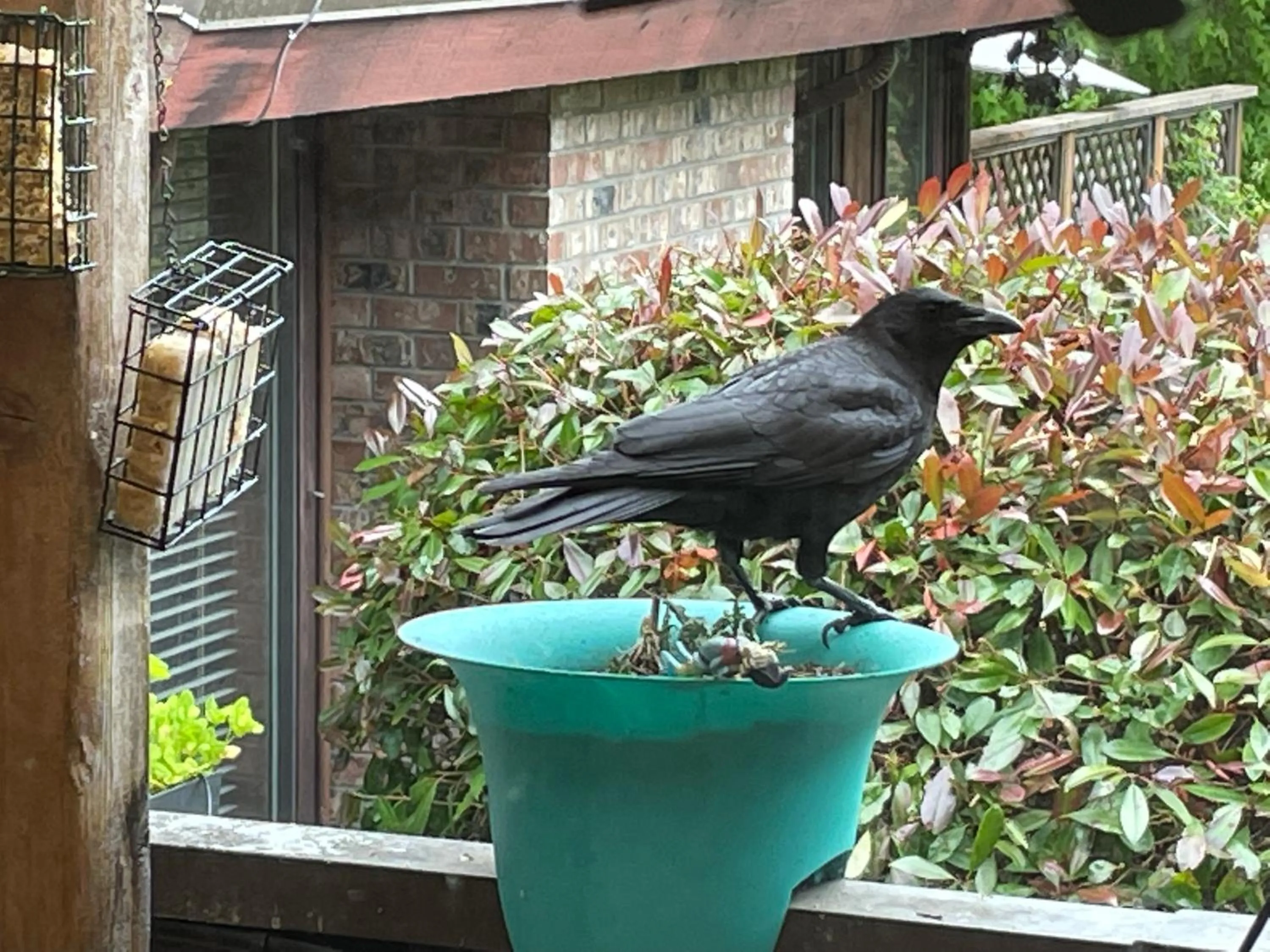 Garden in Coles Bay Vacation Retreat