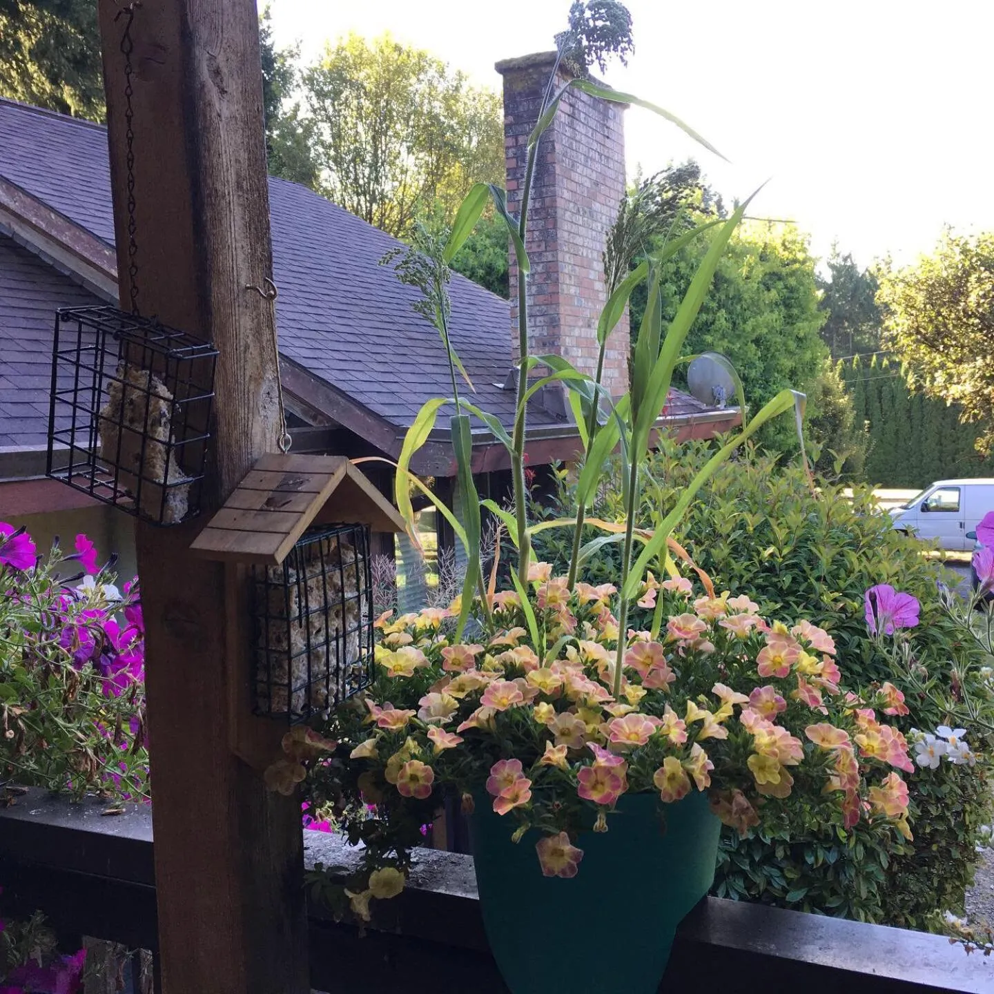 Garden in Coles Bay Vacation Retreat