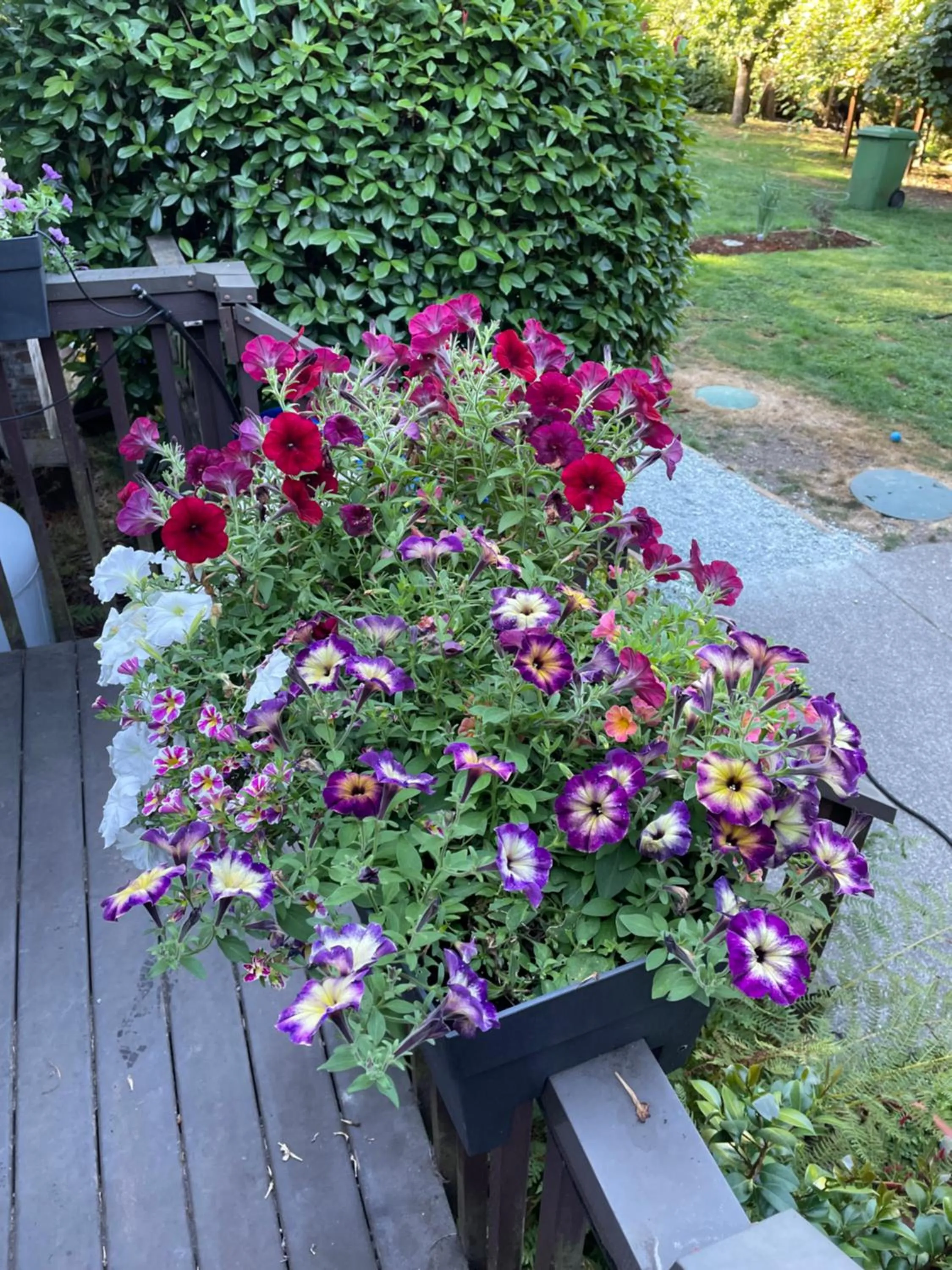 Garden in Coles Bay Vacation Retreat